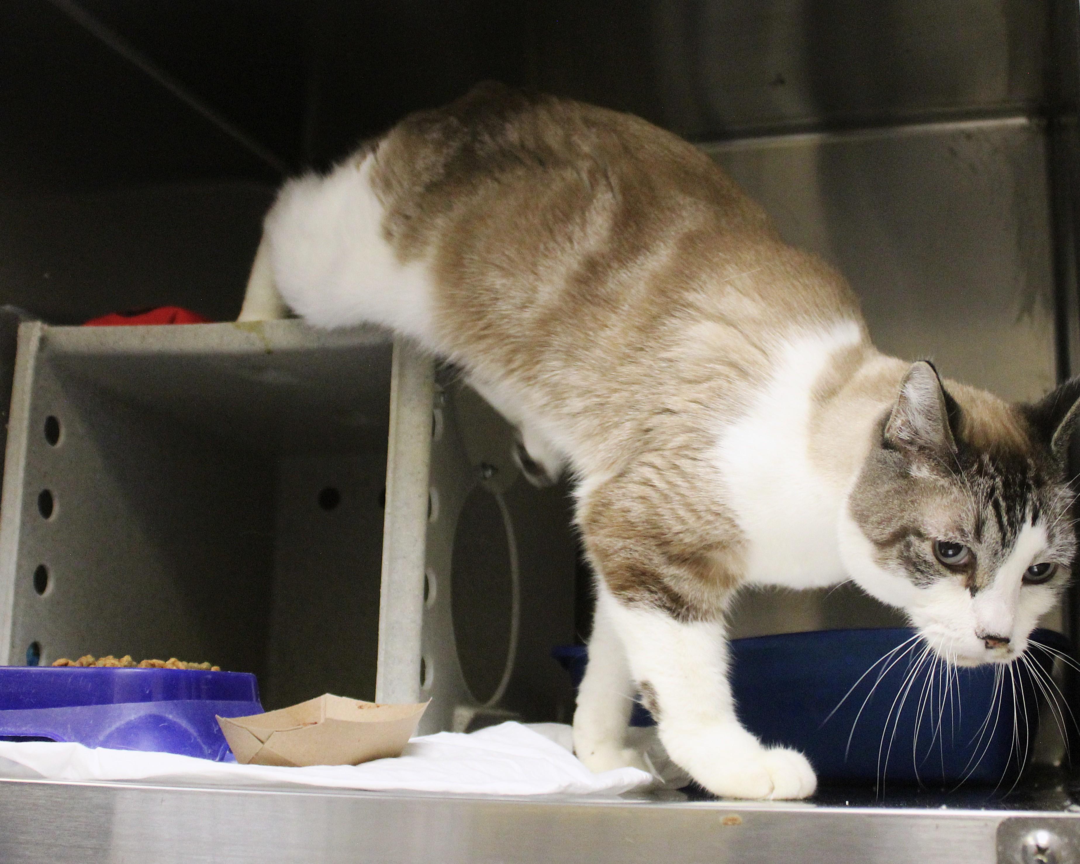 Enlarge Simba, a Adopted mixed breed in Yucca Valley, CA image 5/6