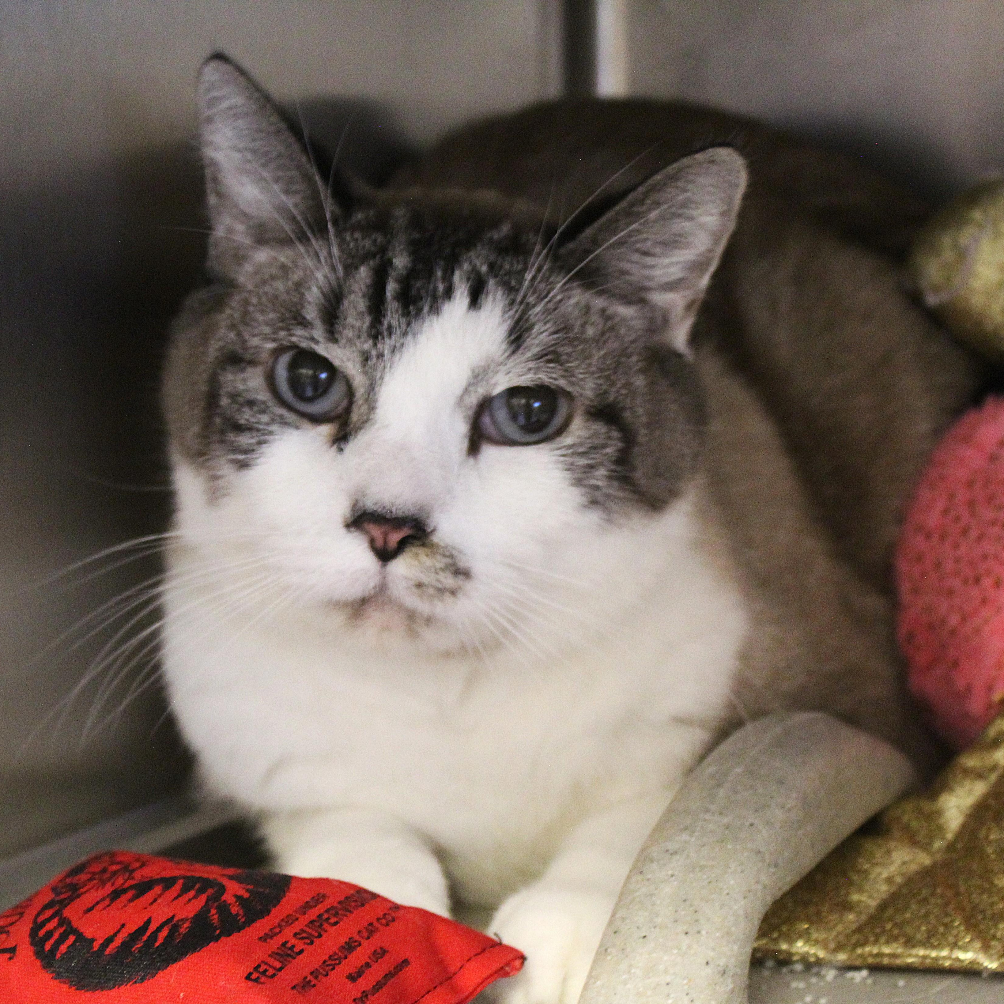 Enlarge Simba, a Adopted mixed breed in Yucca Valley, CA image 1/6