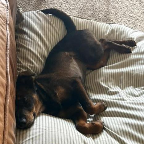 Enlarge Zesta, a Adoptable Mixed Breed in Fredericksburg, VA image 1/5