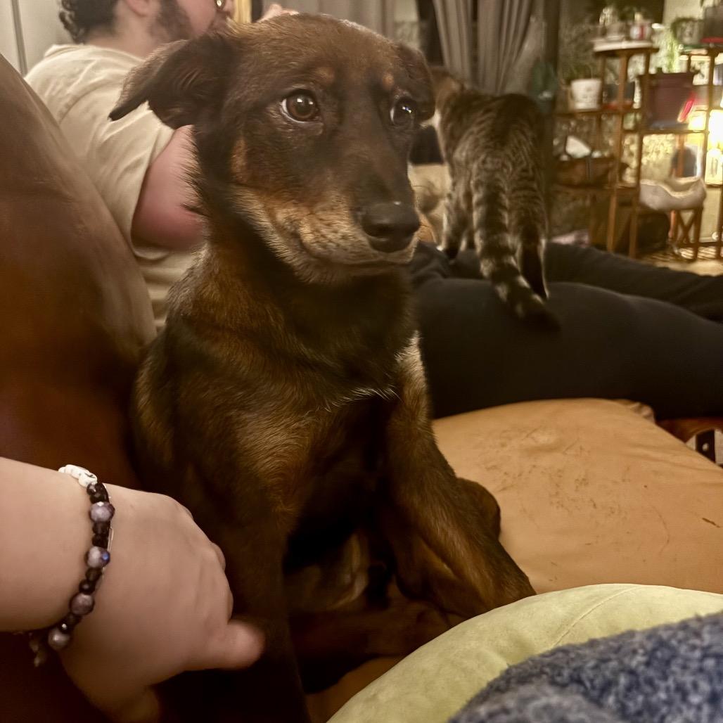 Enlarge Zesta, a Adoptable Mixed Breed in Fredericksburg, VA image 2/5