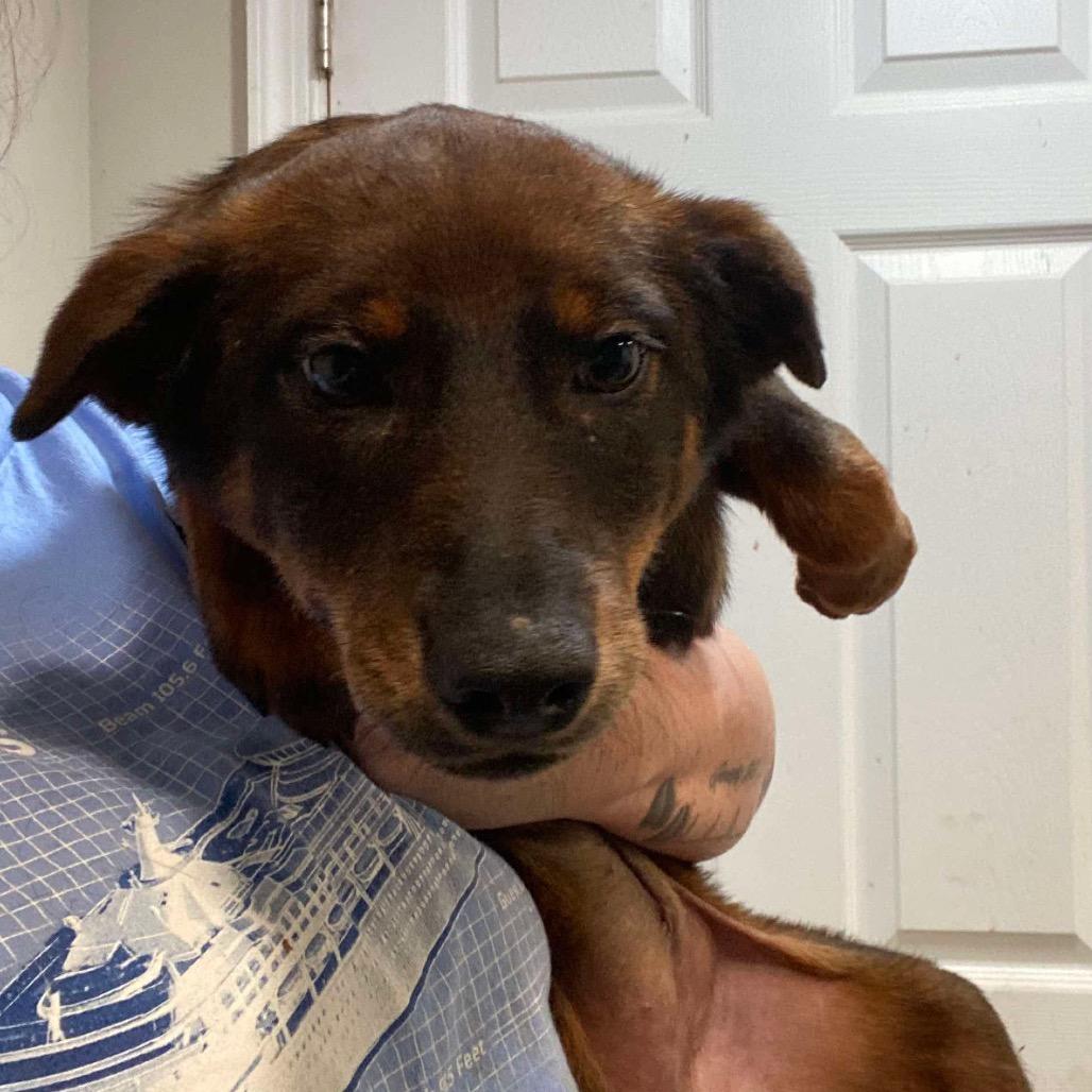 Enlarge Zesta, a Adoptable Mixed Breed in Fredericksburg, VA image 4/5