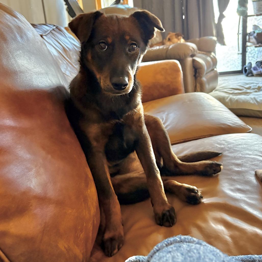 Enlarge Zesta, a Adoptable Mixed Breed in Fredericksburg, VA image 5/5