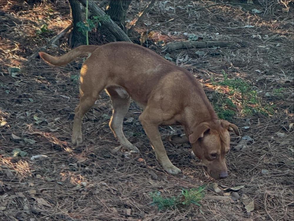 Enlarge Big Red, a Adoptable mixed breed in Troy, AL image 1/2