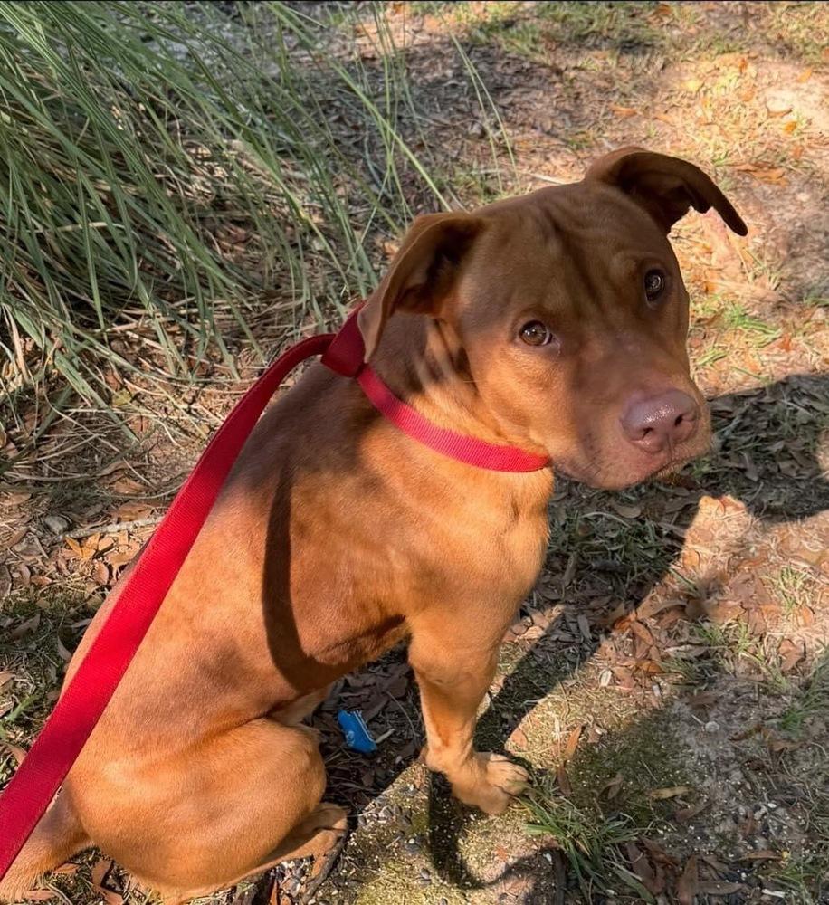 Enlarge Big Red, a Adoptable mixed breed in Troy, AL image 2/2