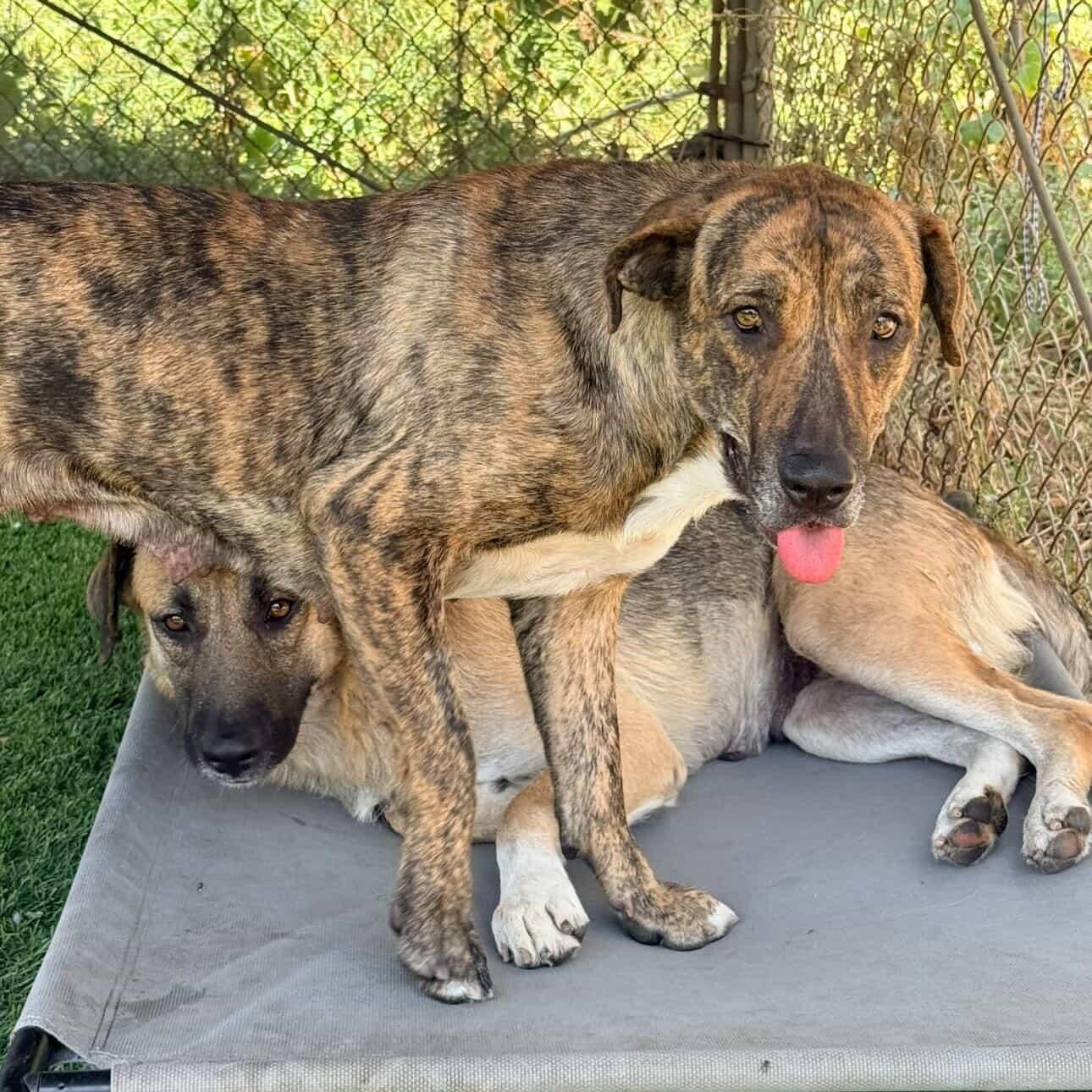 Enlarge Cinnabun, a ADOPTABLE mixed breed in Whittier, CA image 3/3