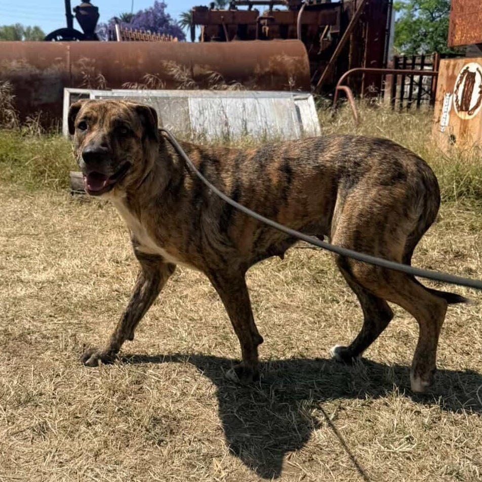 Enlarge Cinnabun, a ADOPTABLE mixed breed in Whittier, CA image 2/3