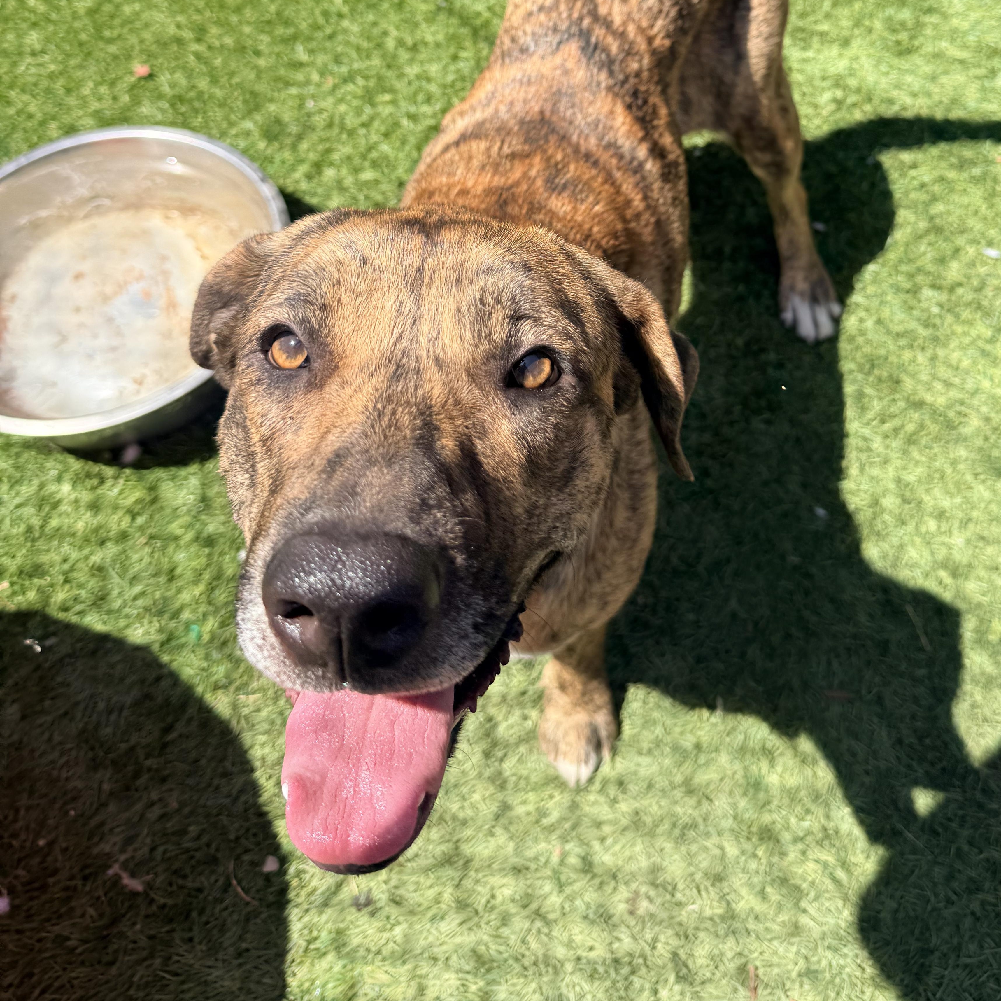 Cinnabun, ADOPTABLE, Young Female Anatolian Shepherd.