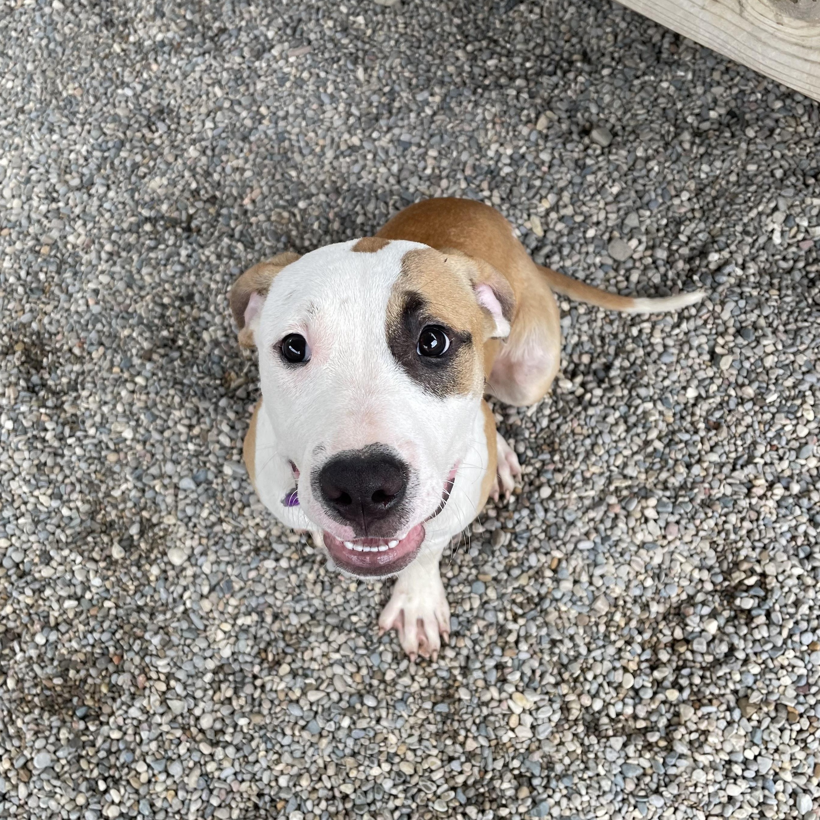 Ritz, an adopted mixed breed in Oxford, MI image 5/6