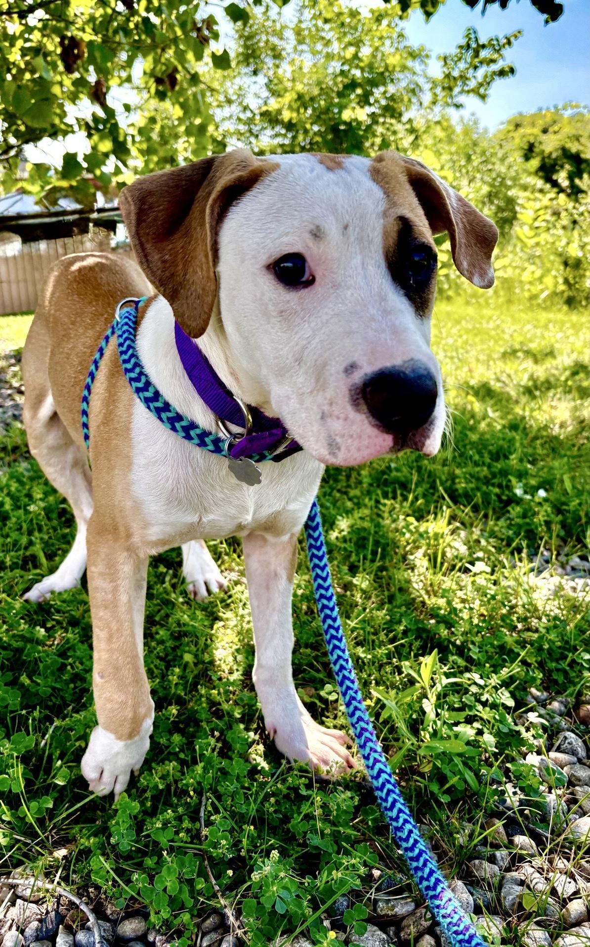 Ritz, an adopted mixed breed in Oxford, MI image 3/6