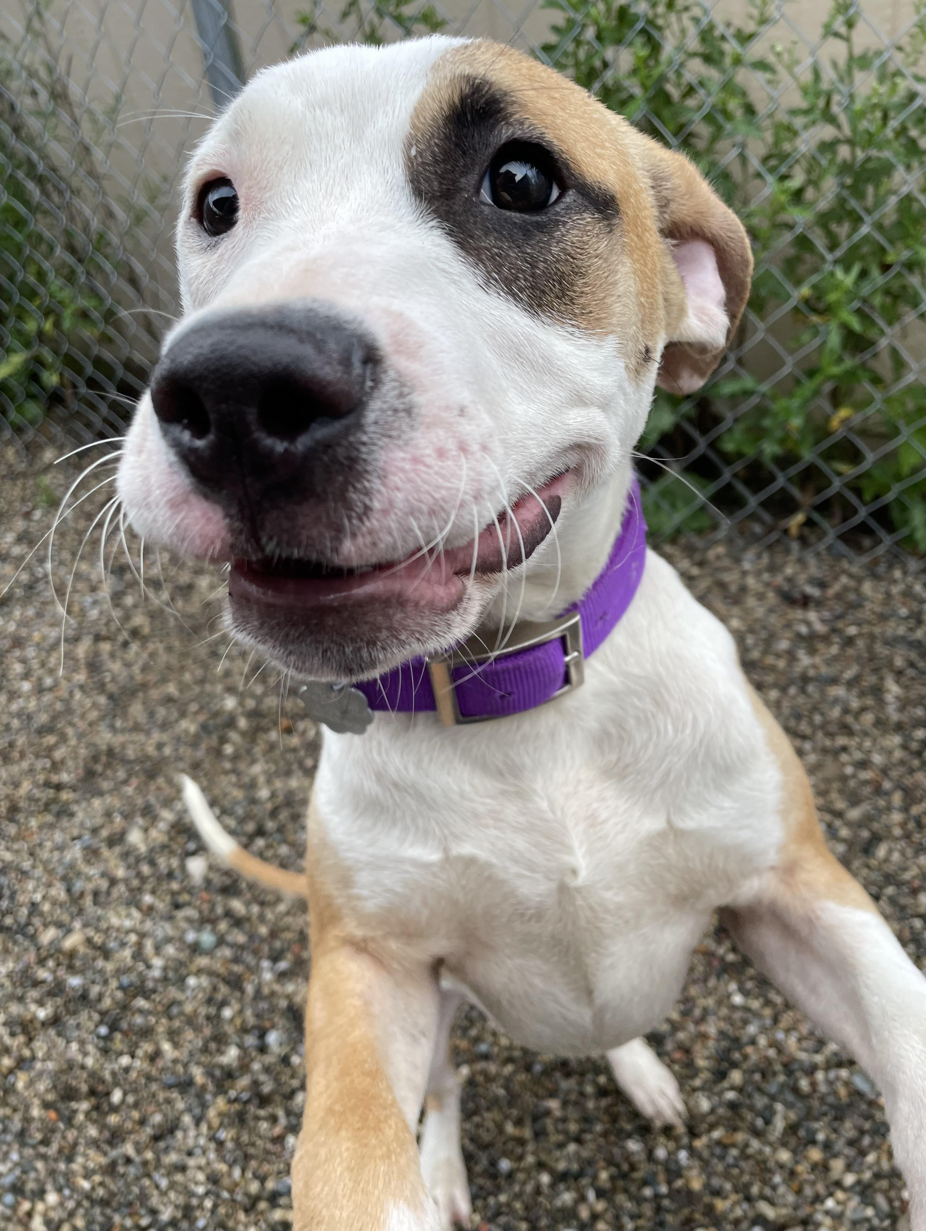 Ritz, an adopted mixed breed in Oxford, MI image 4/6