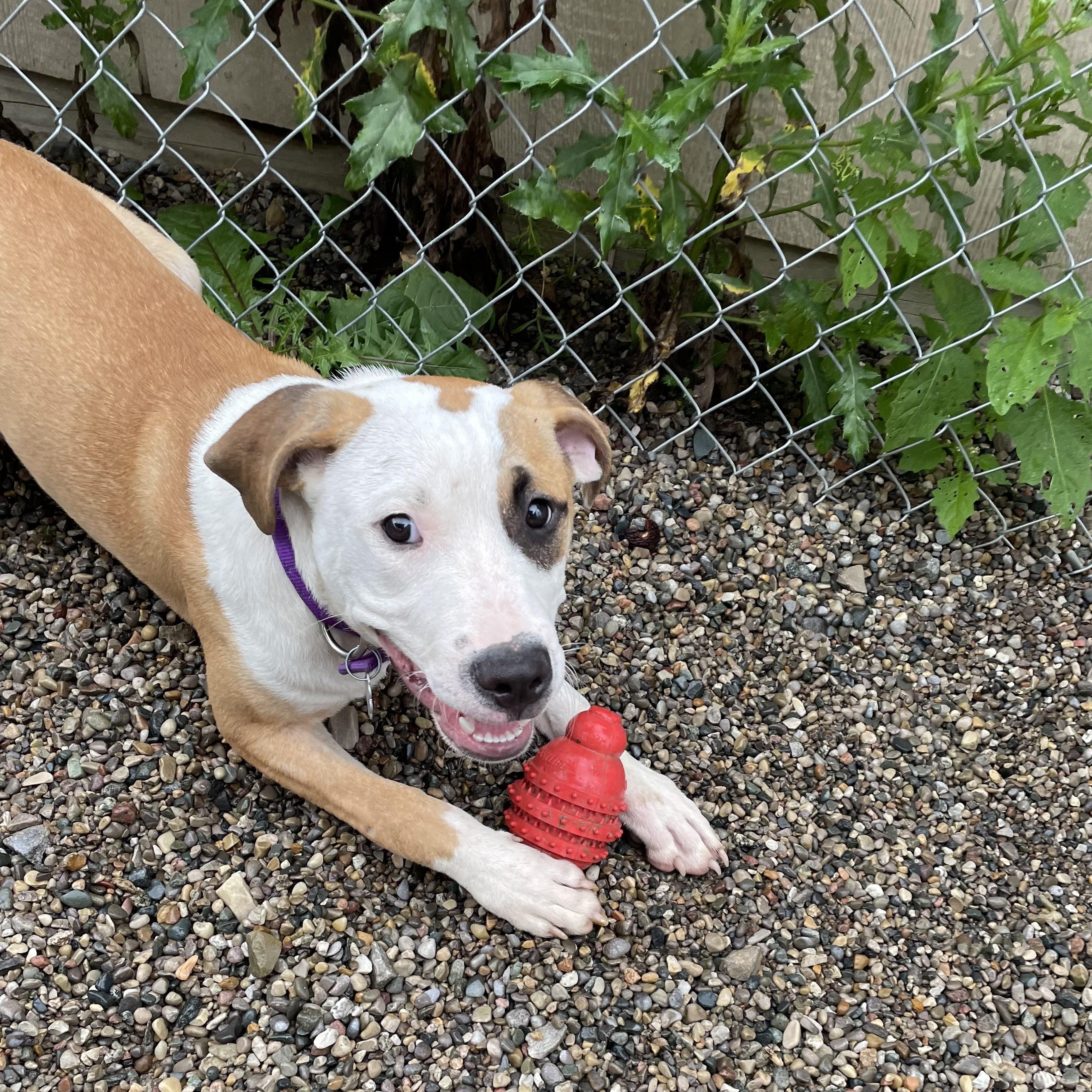 Ritz, an adopted mixed breed in Oxford, MI image 6/6