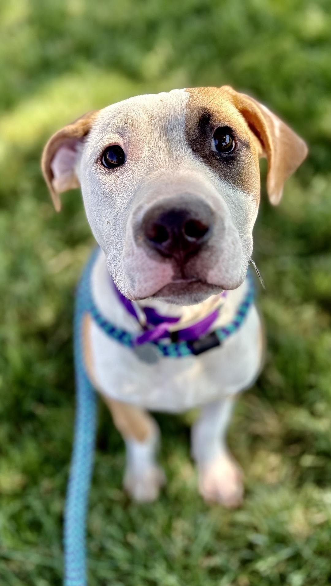 Ritz, adopted, Puppy Male Staffordshire Bull Terrier & Mixed Breed.