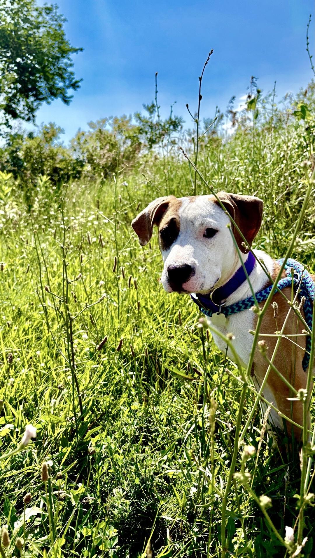 Ritz, an adopted mixed breed in Oxford, MI image 2/6