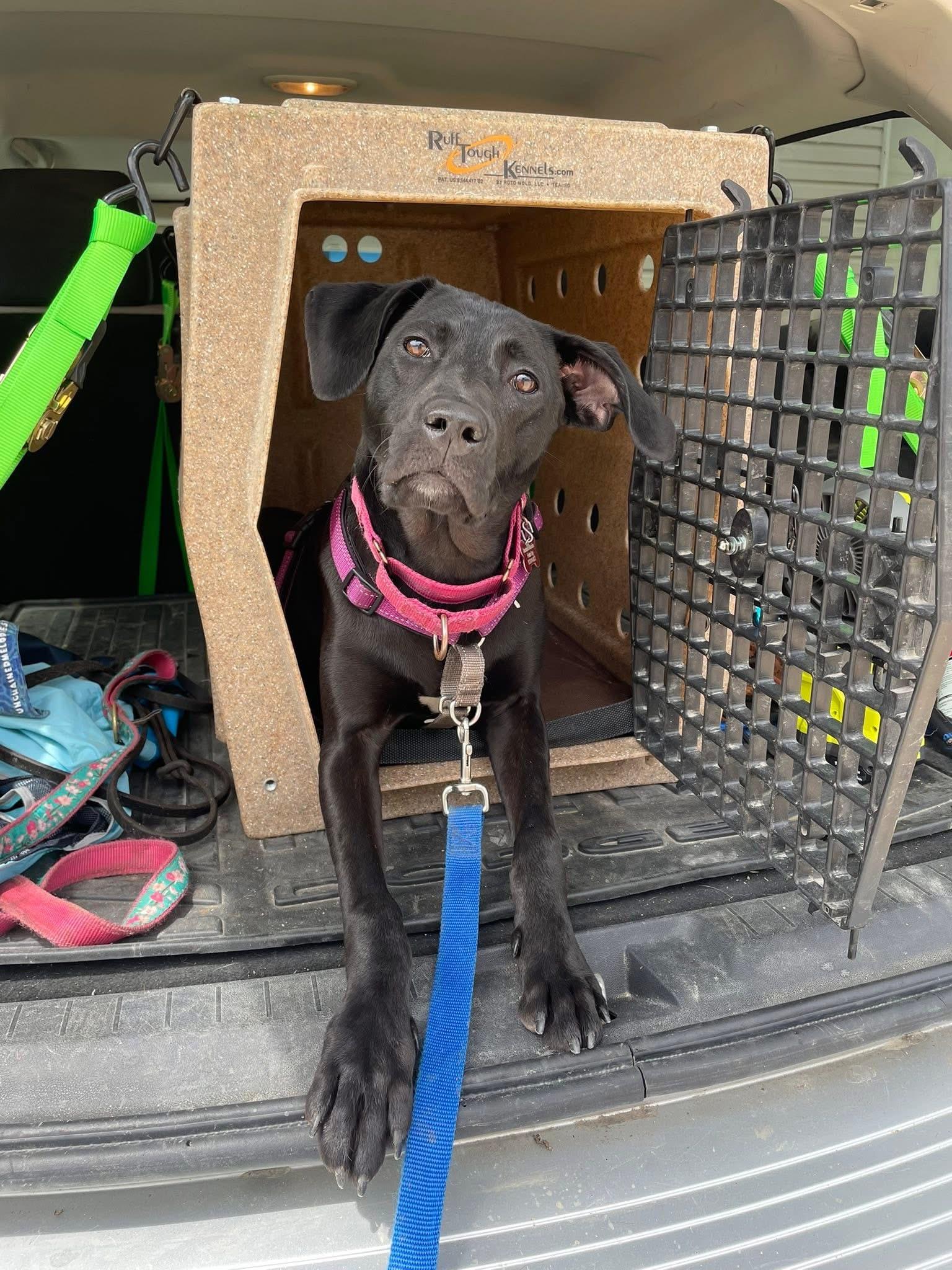 Joy, an adoptable mixed breed in Columbia, MO image 4/4