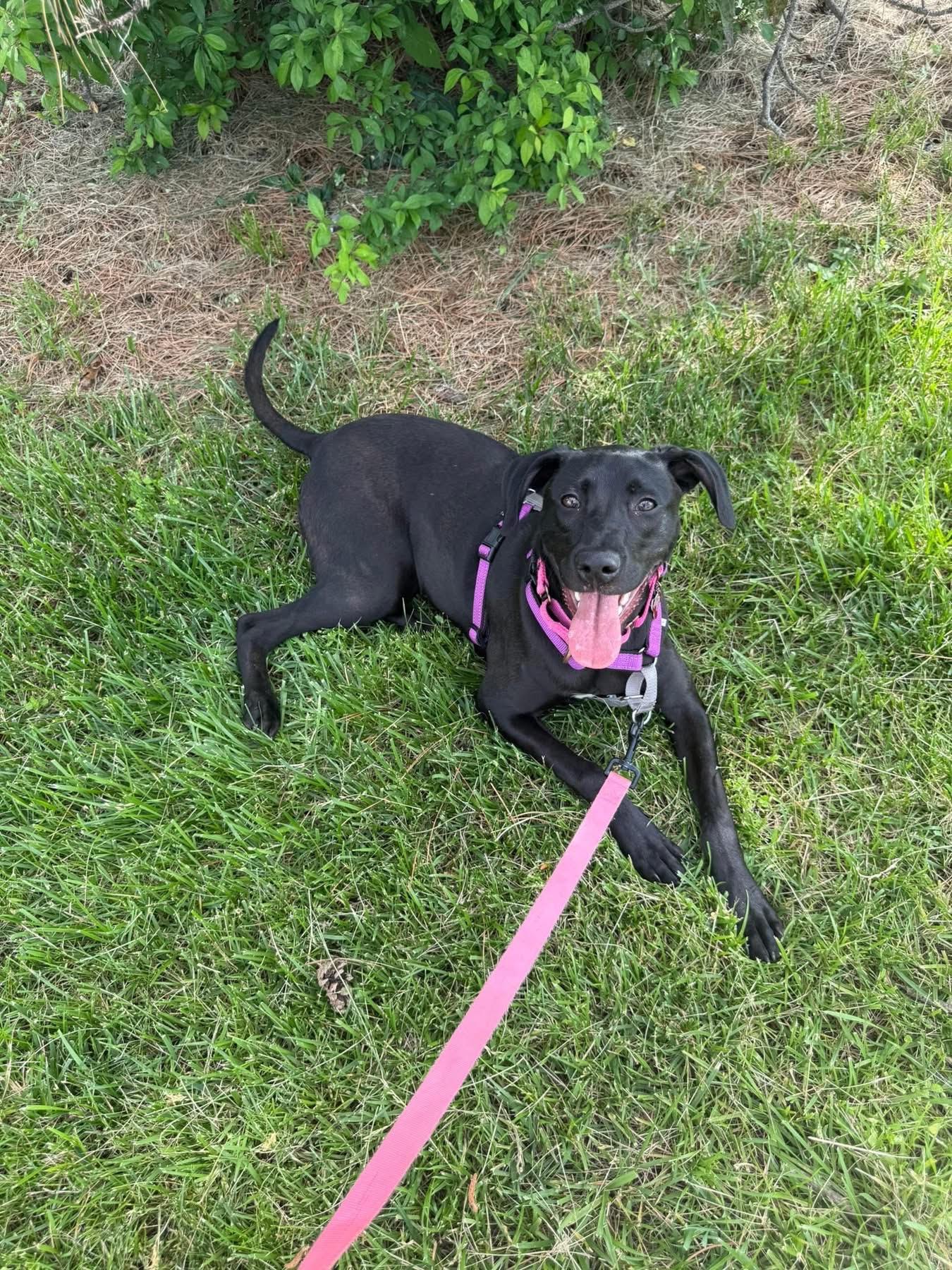 Joy, an adoptable mixed breed in Columbia, MO image 2/2