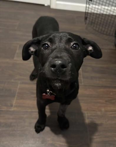Enlarge Joy, a ADOPTABLE mixed breed in Columbia, MO image 1/1