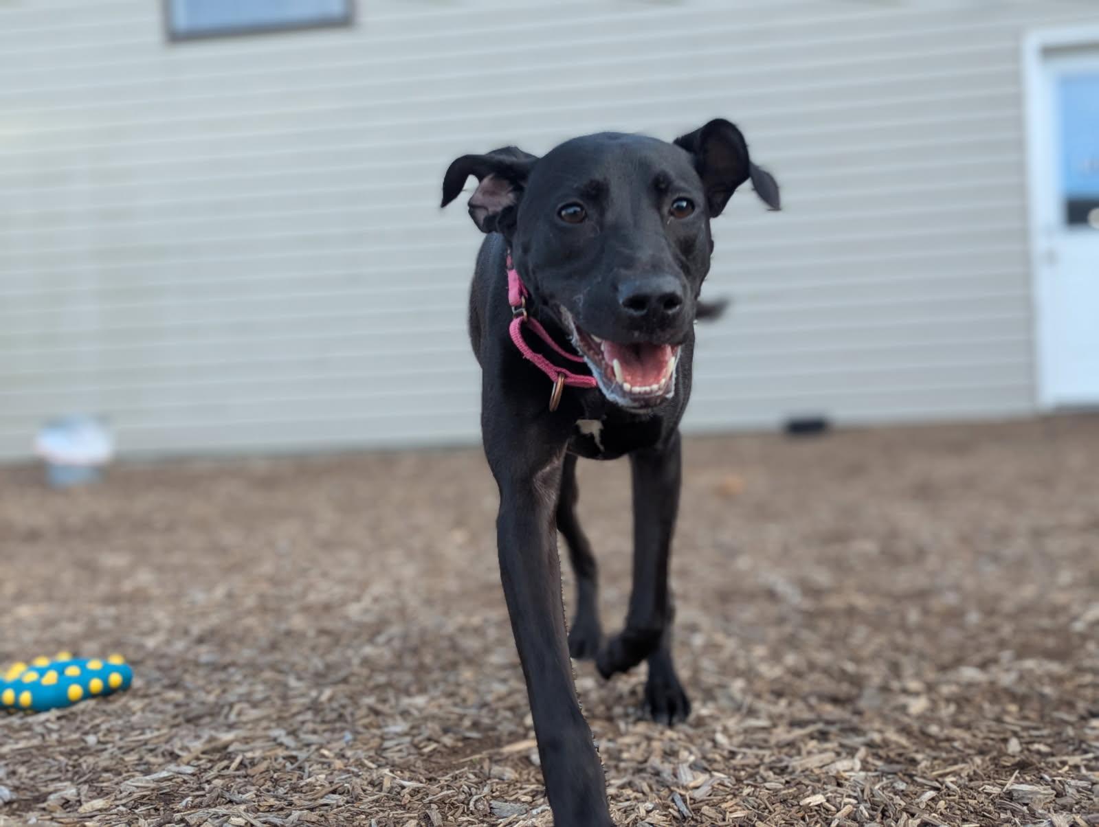 Joy, an adoptable mixed breed in Columbia, MO image 1/2