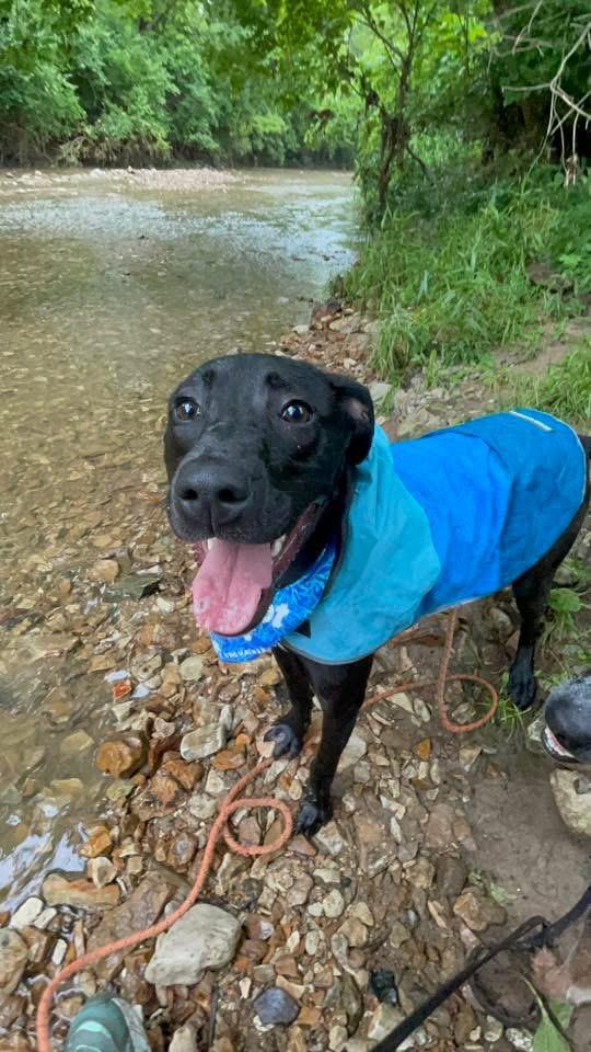 Joy, adoptable, Young Female Black Labrador Retriever.
