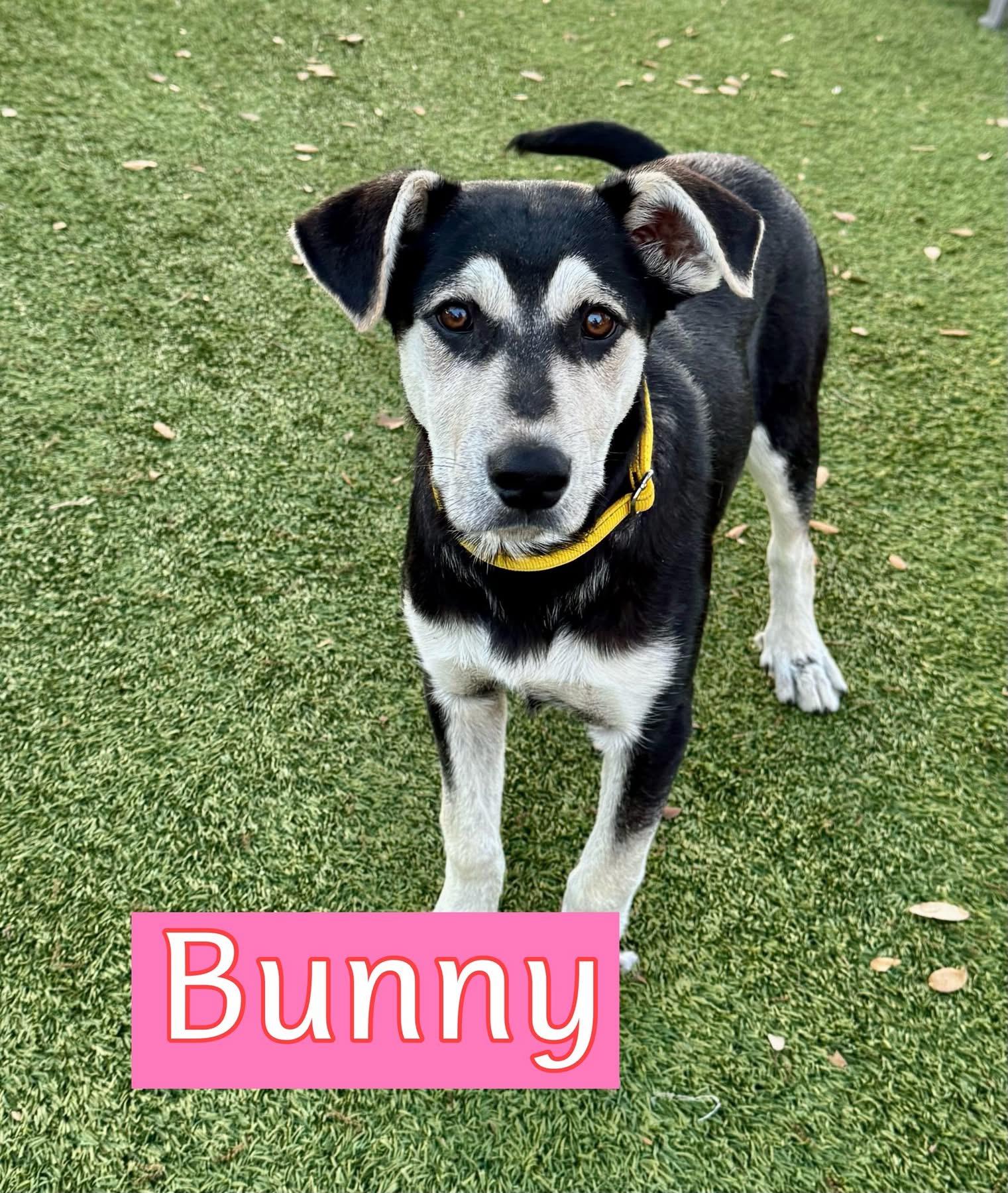 Bunny, ADOPTABLE, Young Female Australian Shepherd.