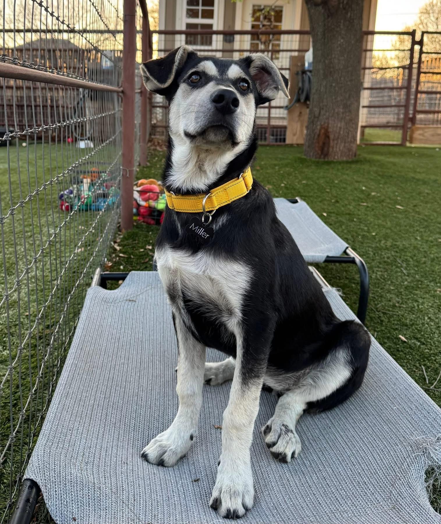 Enlarge Bunny, a ADOPTABLE mixed breed in Southlake, TX image 5/6