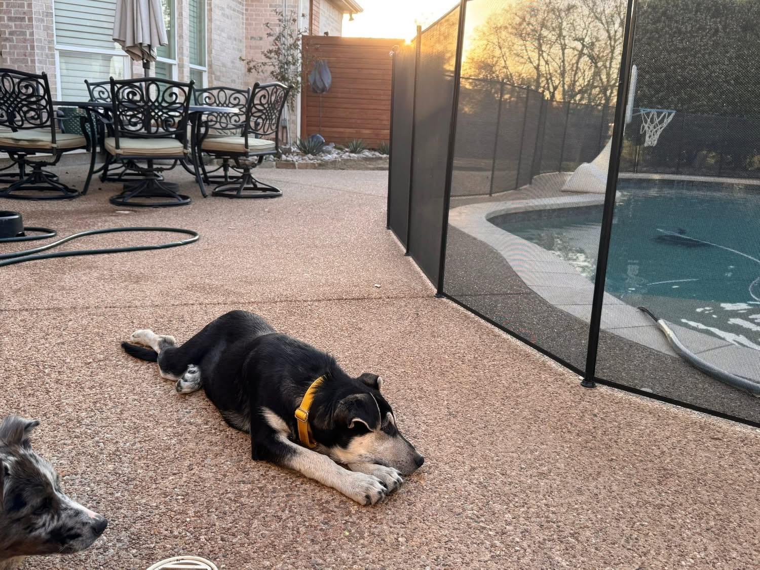 Enlarge Bunny, a ADOPTABLE mixed breed in Southlake, TX image 3/6