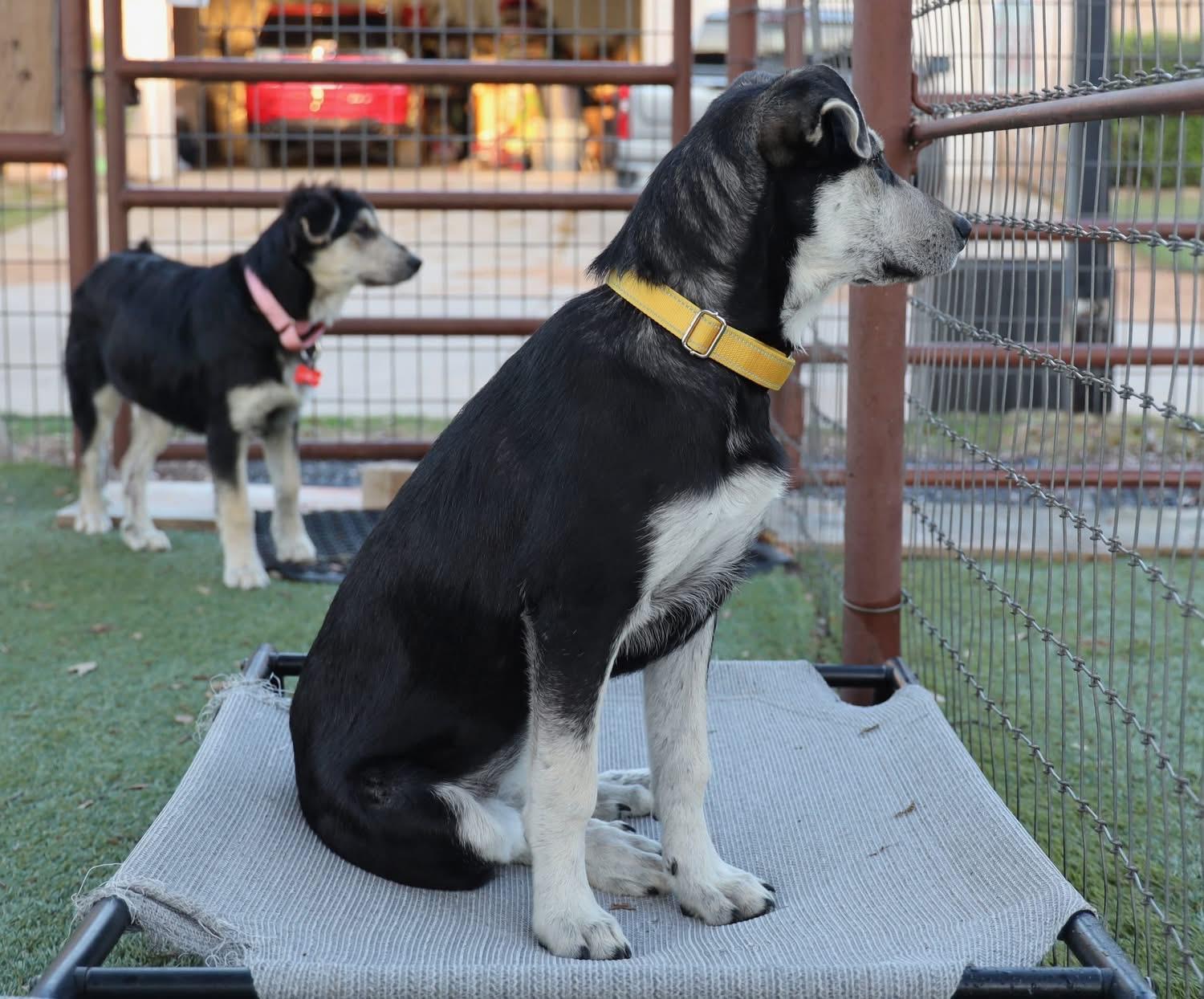 Enlarge Bunny, a ADOPTABLE mixed breed in Southlake, TX image 4/6