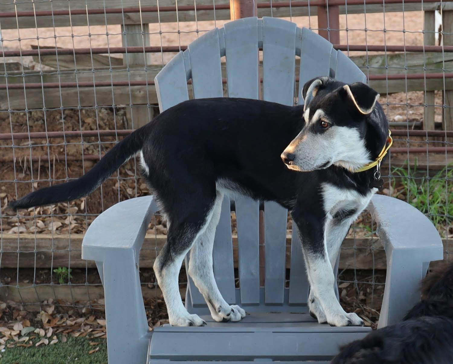 Enlarge Bunny, a ADOPTABLE mixed breed in Southlake, TX image 6/6