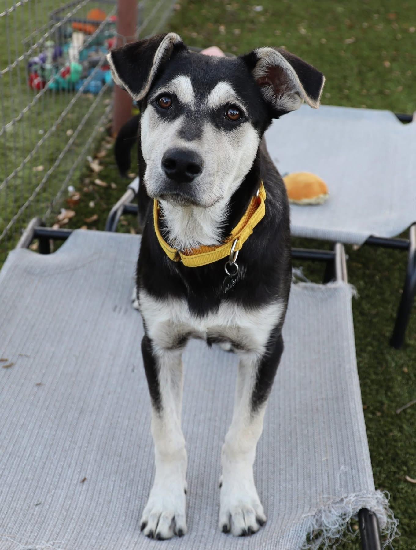 Enlarge Bunny, a ADOPTABLE mixed breed in Southlake, TX image 2/6
