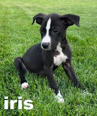 Iris, Adopted, Puppy Female Labrador Retriever.