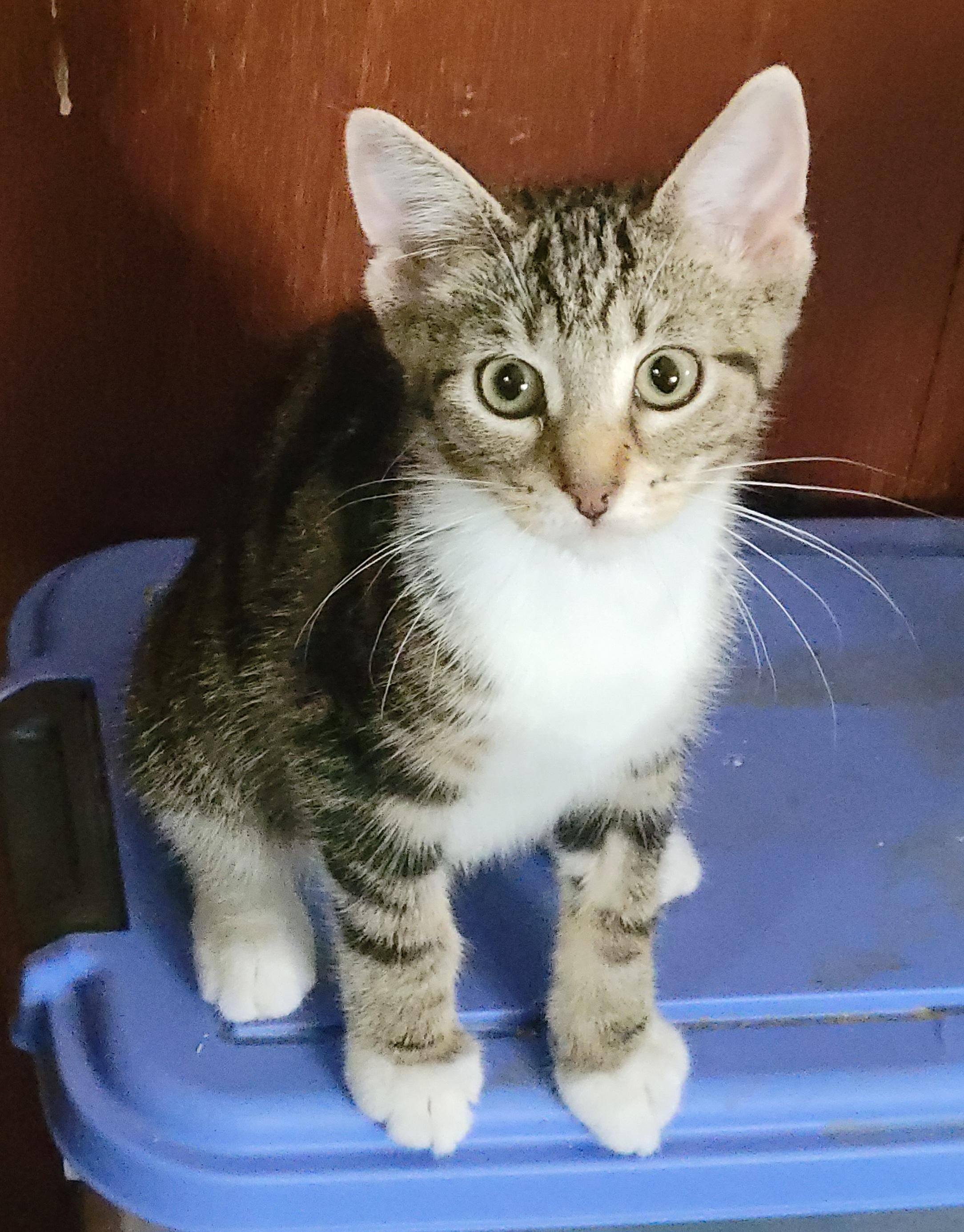 Enlarge CLEO, a Adoptable mixed breed in Harrison, MI image 2/2