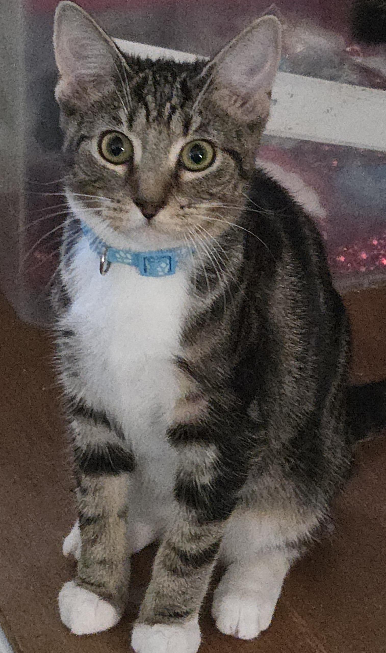 CLEO, Adoptable, Young Female Domestic Short Hair.