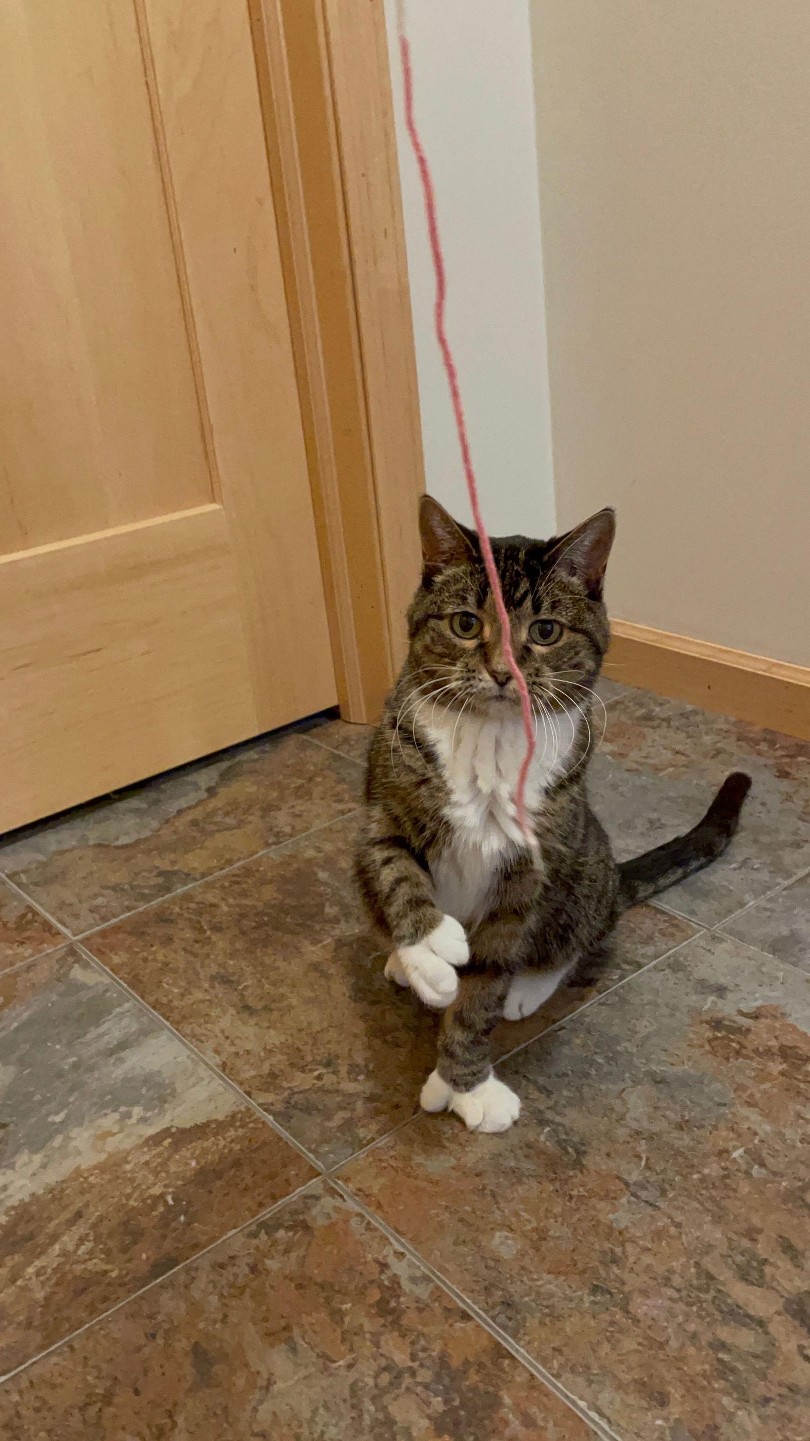 Etta Allen Toes, Adoptable, Senior Female Domestic Short Hair.