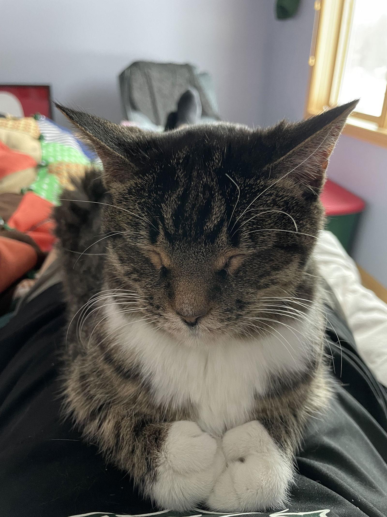 Etta Allen Toes, a Adoptable Domestic Short Hair in Minneapolis, MN image 2/3