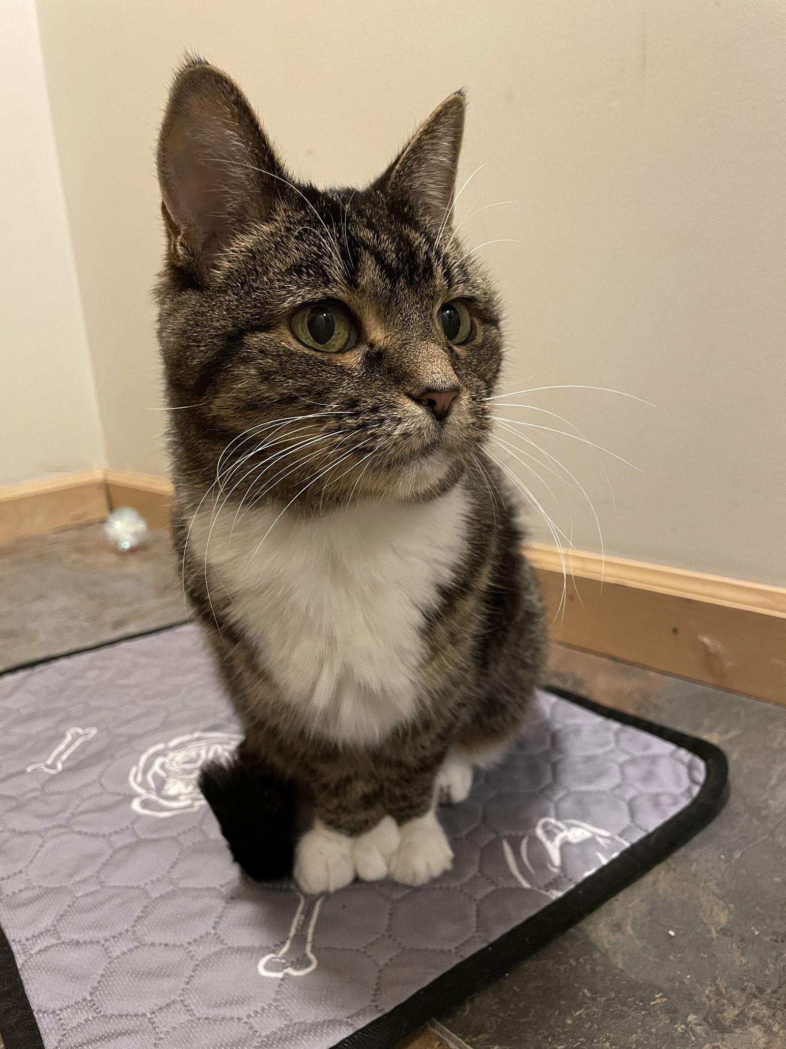 Etta Allen Toes, a Adoptable Domestic Short Hair in Minneapolis, MN image 3/3