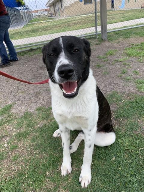 Enlarge MOCHI, a Adoptable Akita in Corpus Christi, TX image 1/1