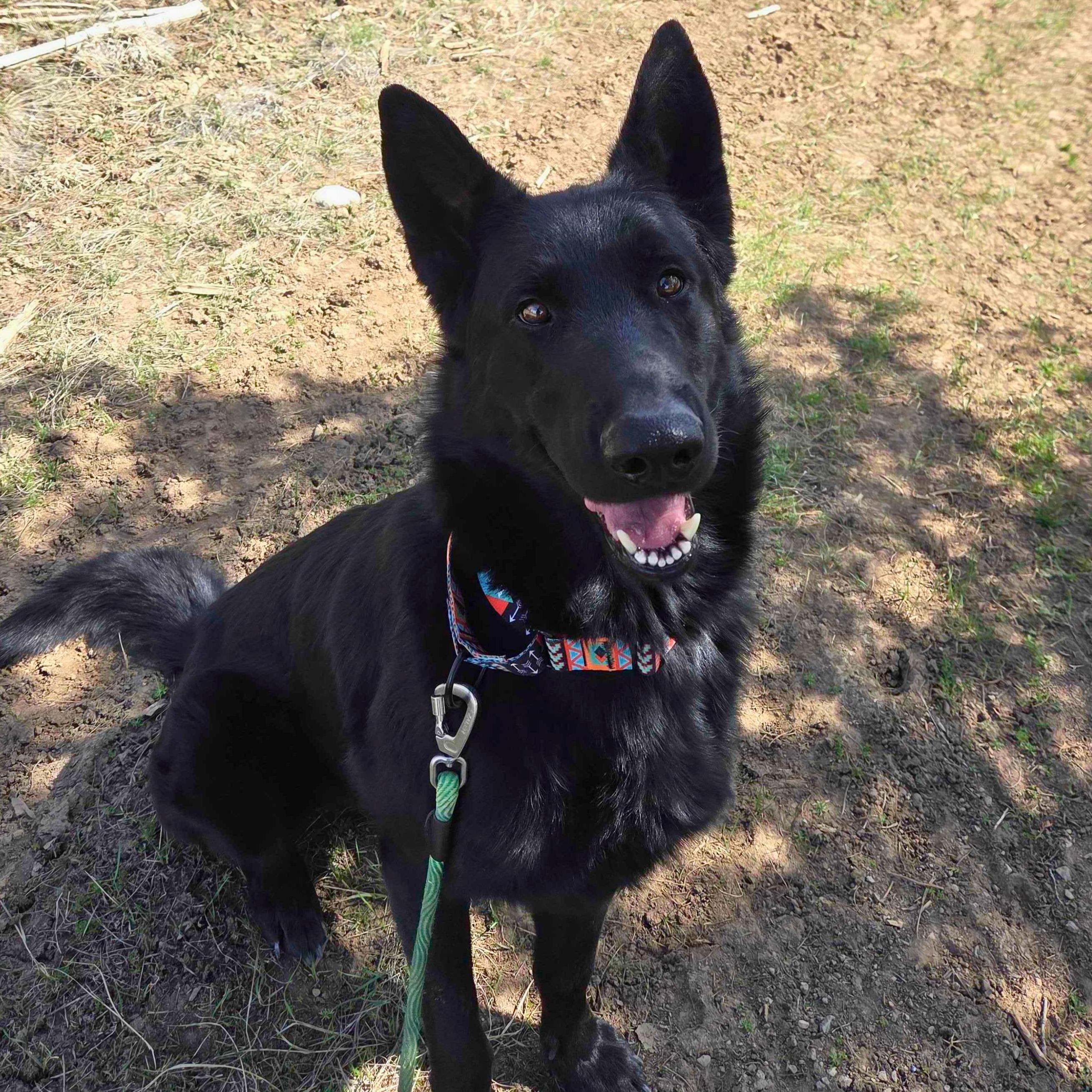 Enlarge Padfoot, an adopted German Shepherd Dog in Ridgway, CO image 2/4