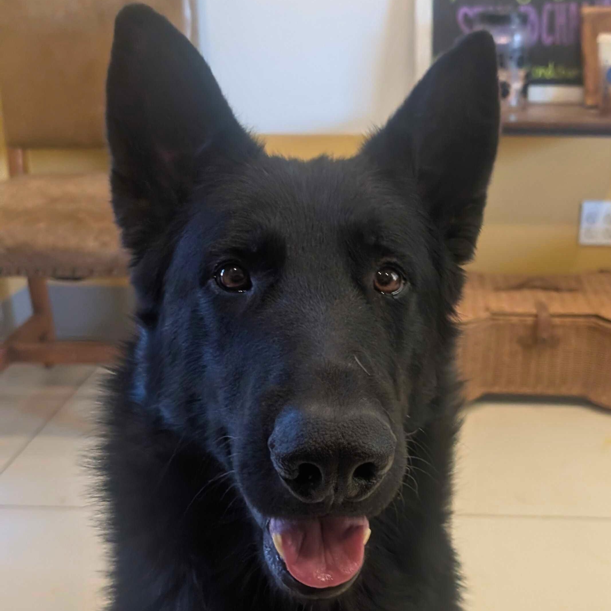 Padfoot, adopted, Adult Male German Shepherd Dog.