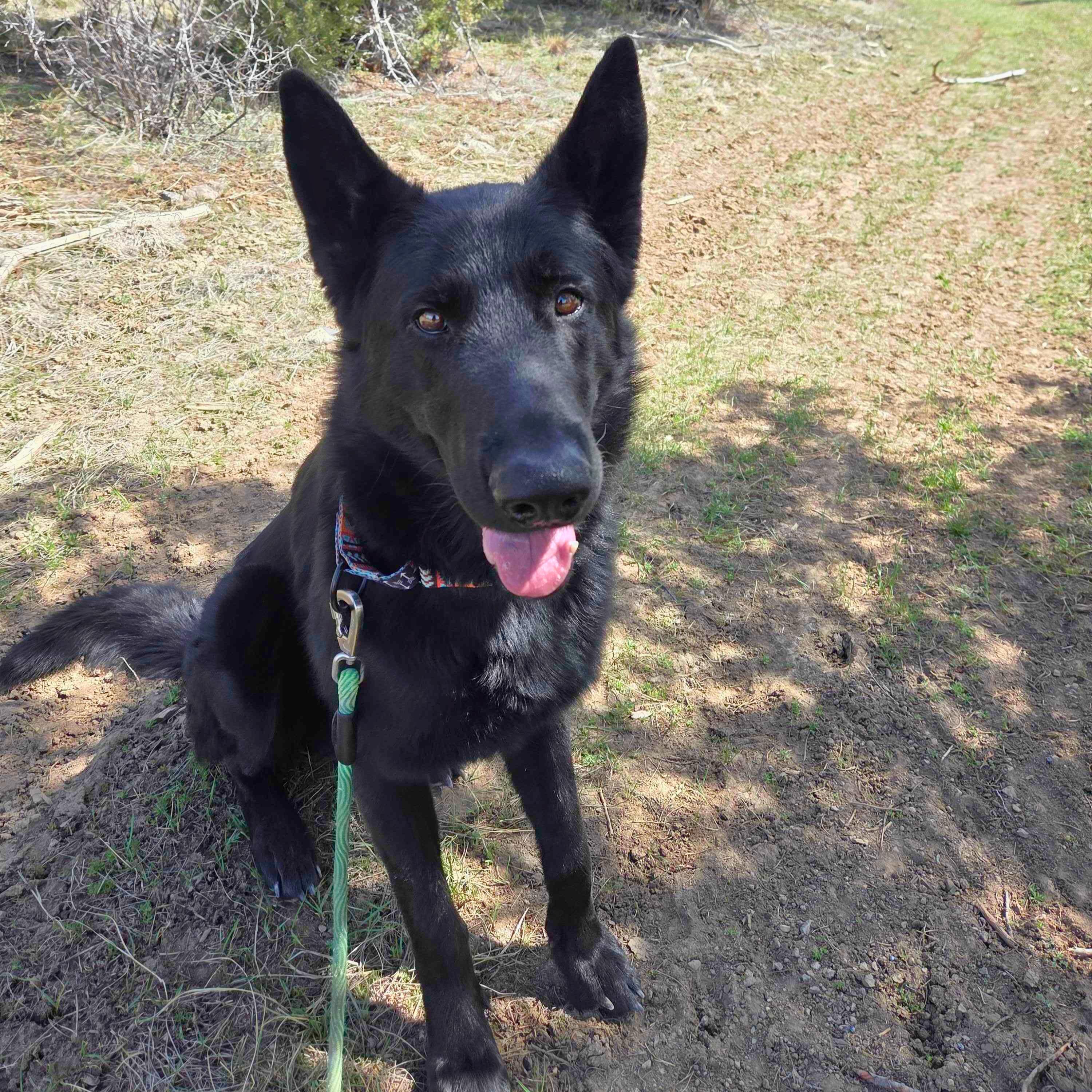 Enlarge Padfoot, an adopted German Shepherd Dog in Ridgway, CO image 3/4