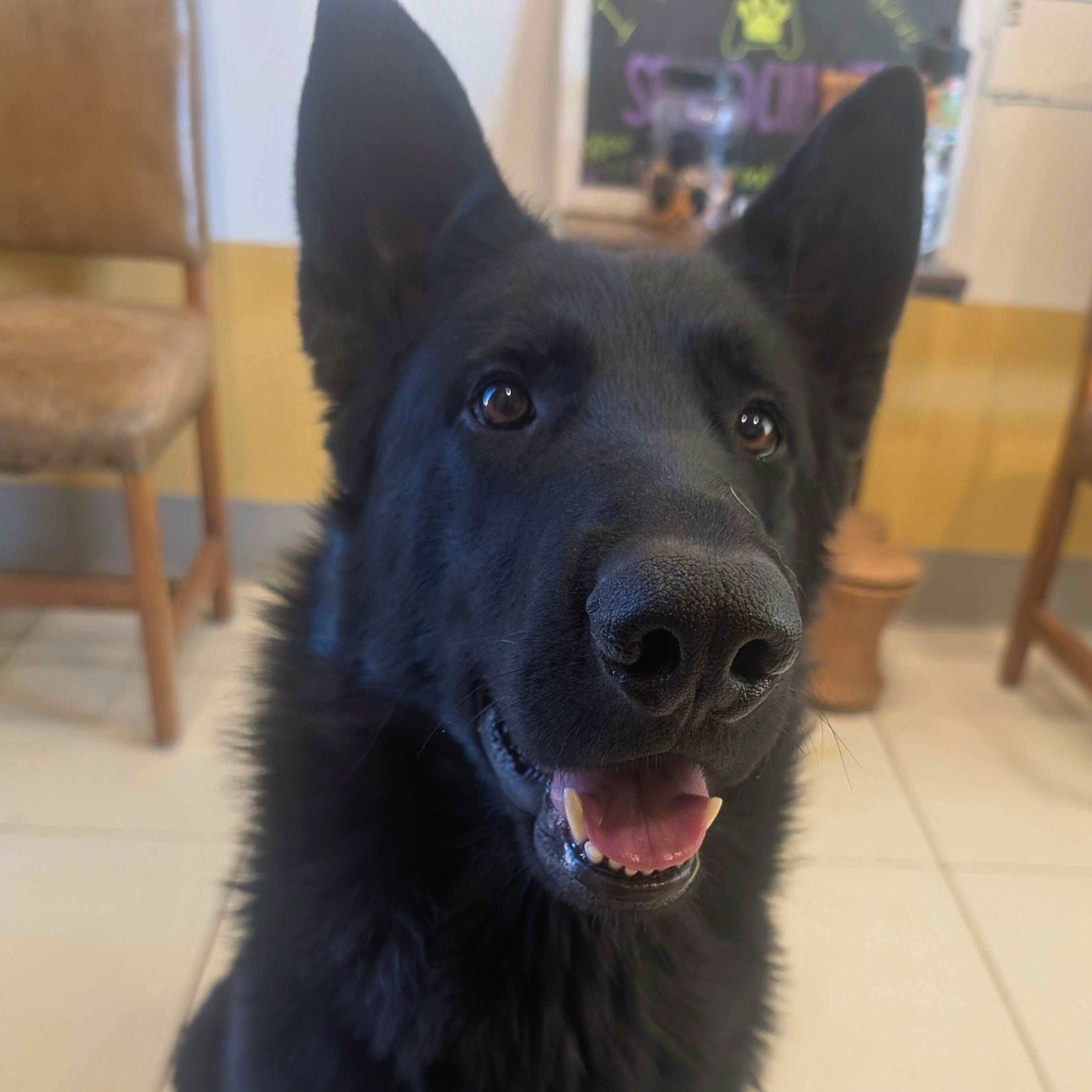 Enlarge Padfoot, an adopted German Shepherd Dog in Ridgway, CO image 4/4