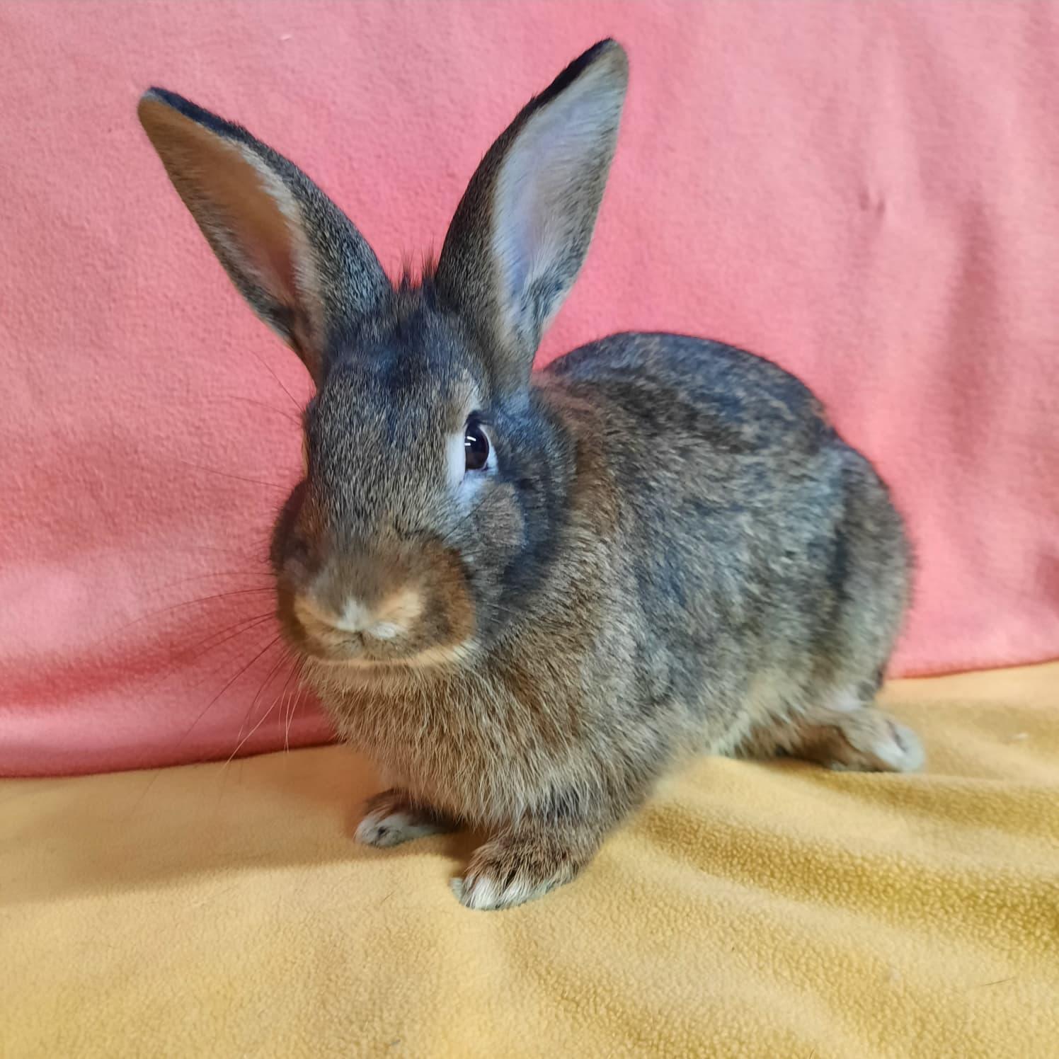 Enlarge Judy, a Adoptable Lionhead in Montclair, CA image 2/2