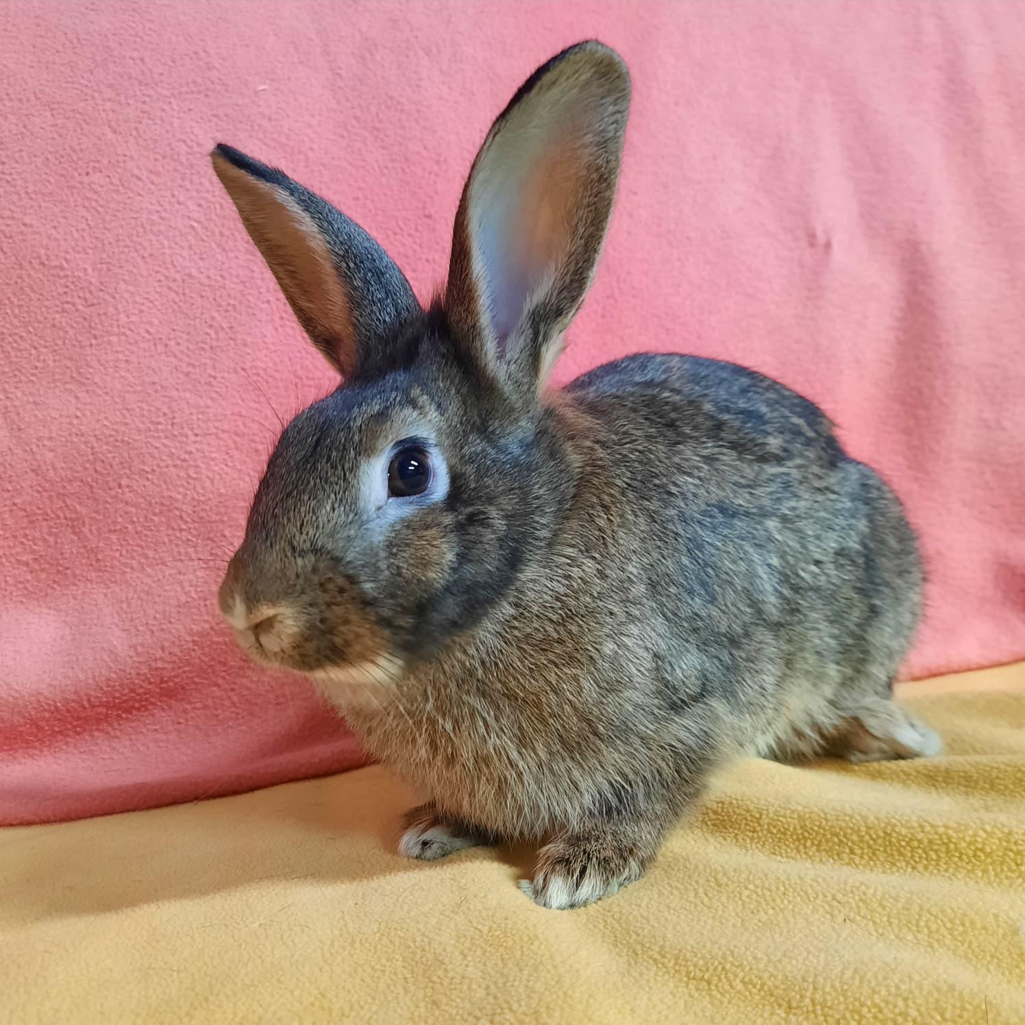 Enlarge Judy, a Adoptable Lionhead in Montclair, CA image 1/2