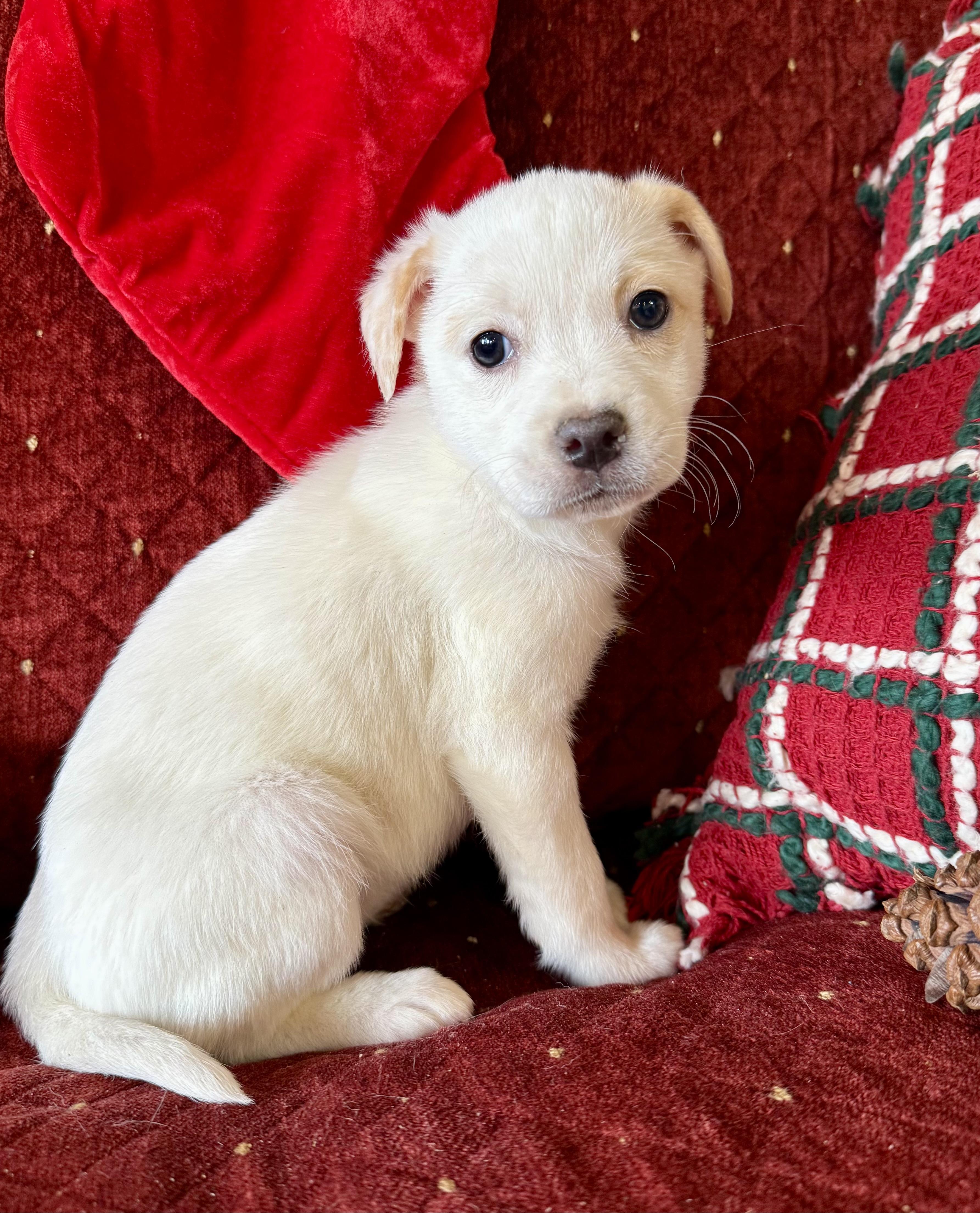 Tiffany , a ADOPTABLE mixed breed in Hustisford , WI image 1/5