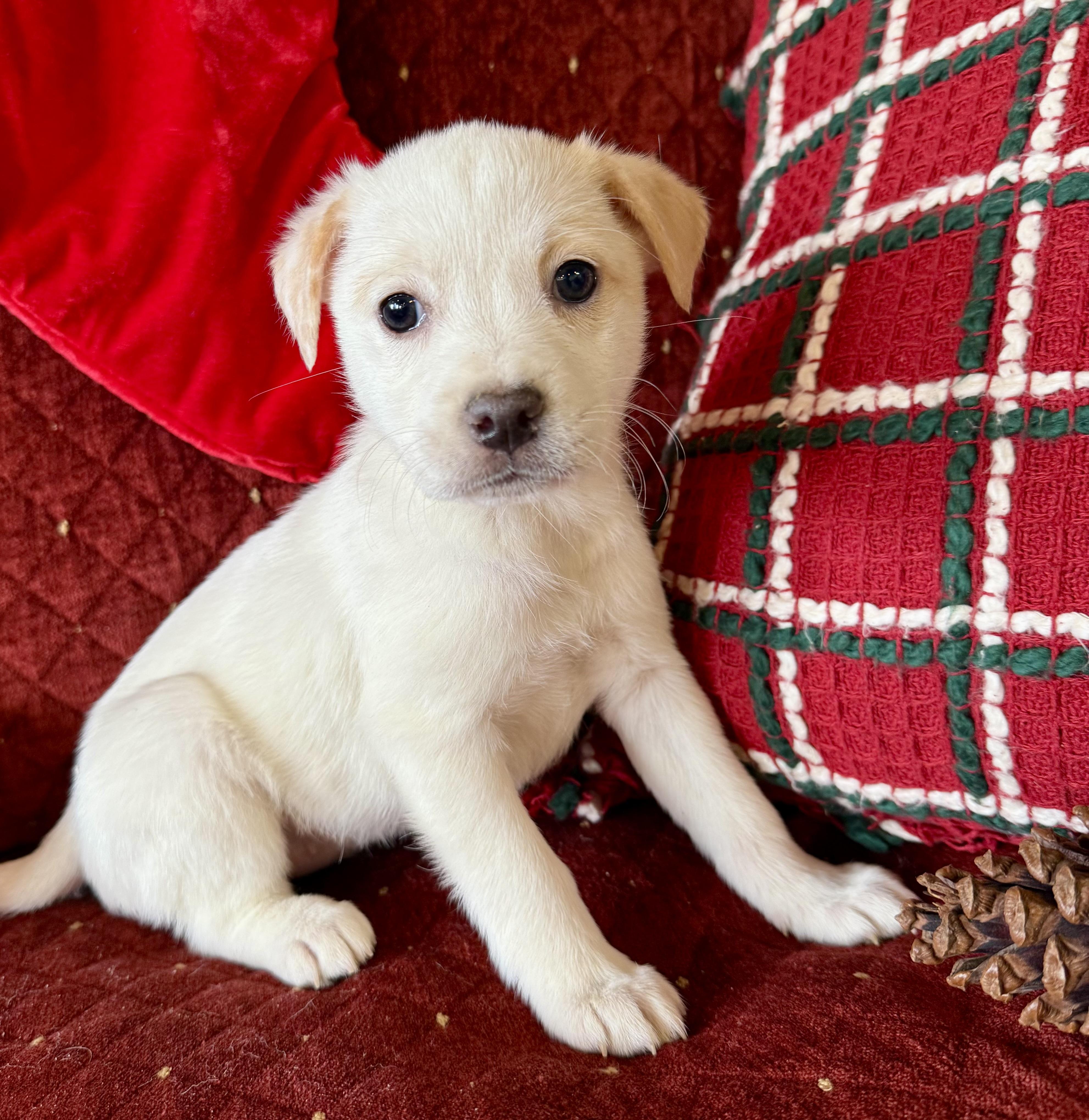 Tiffany , a ADOPTABLE mixed breed in Hustisford , WI image 2/5