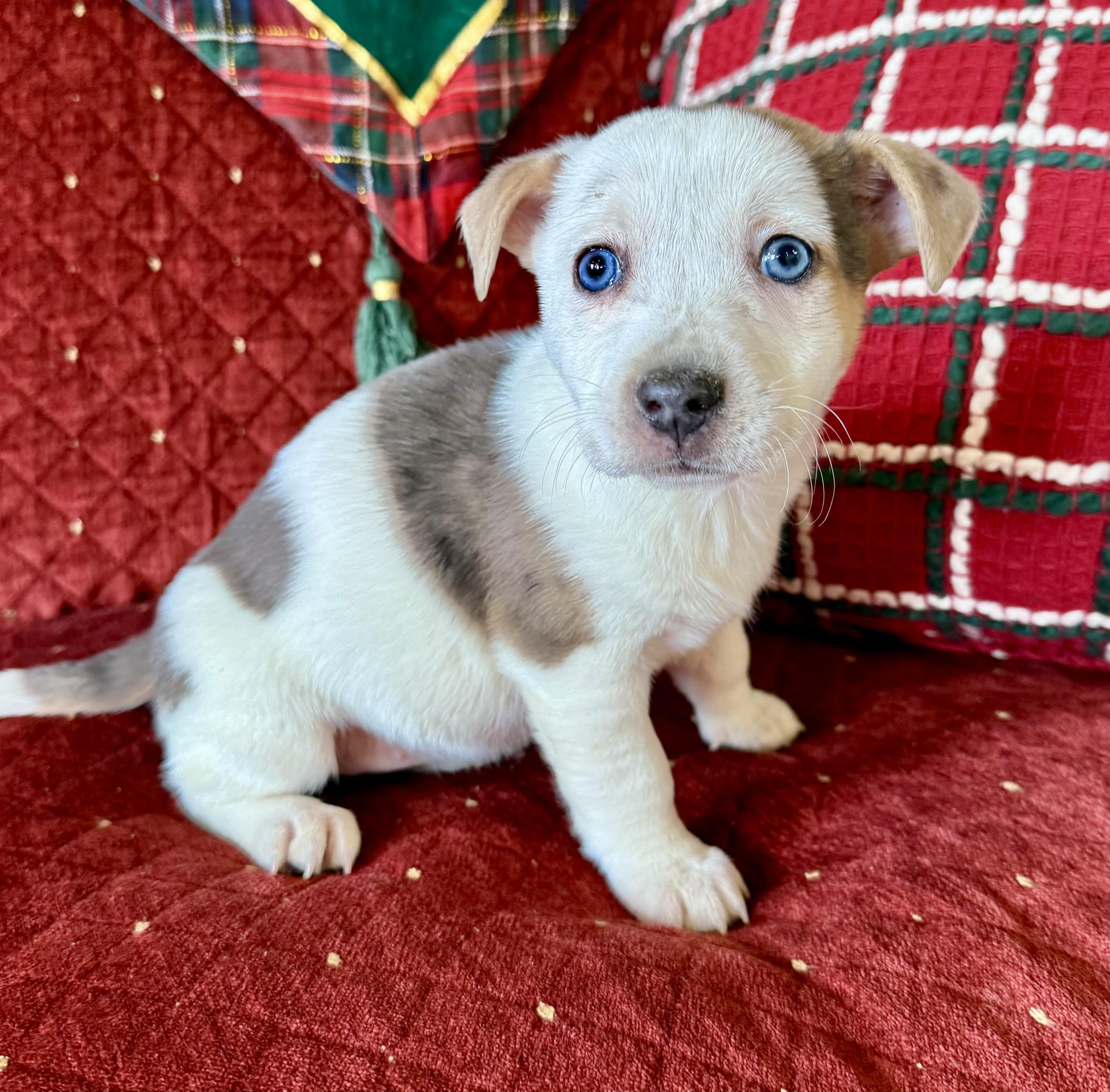Tiffany , a ADOPTABLE mixed breed in Hustisford , WI image 3/5