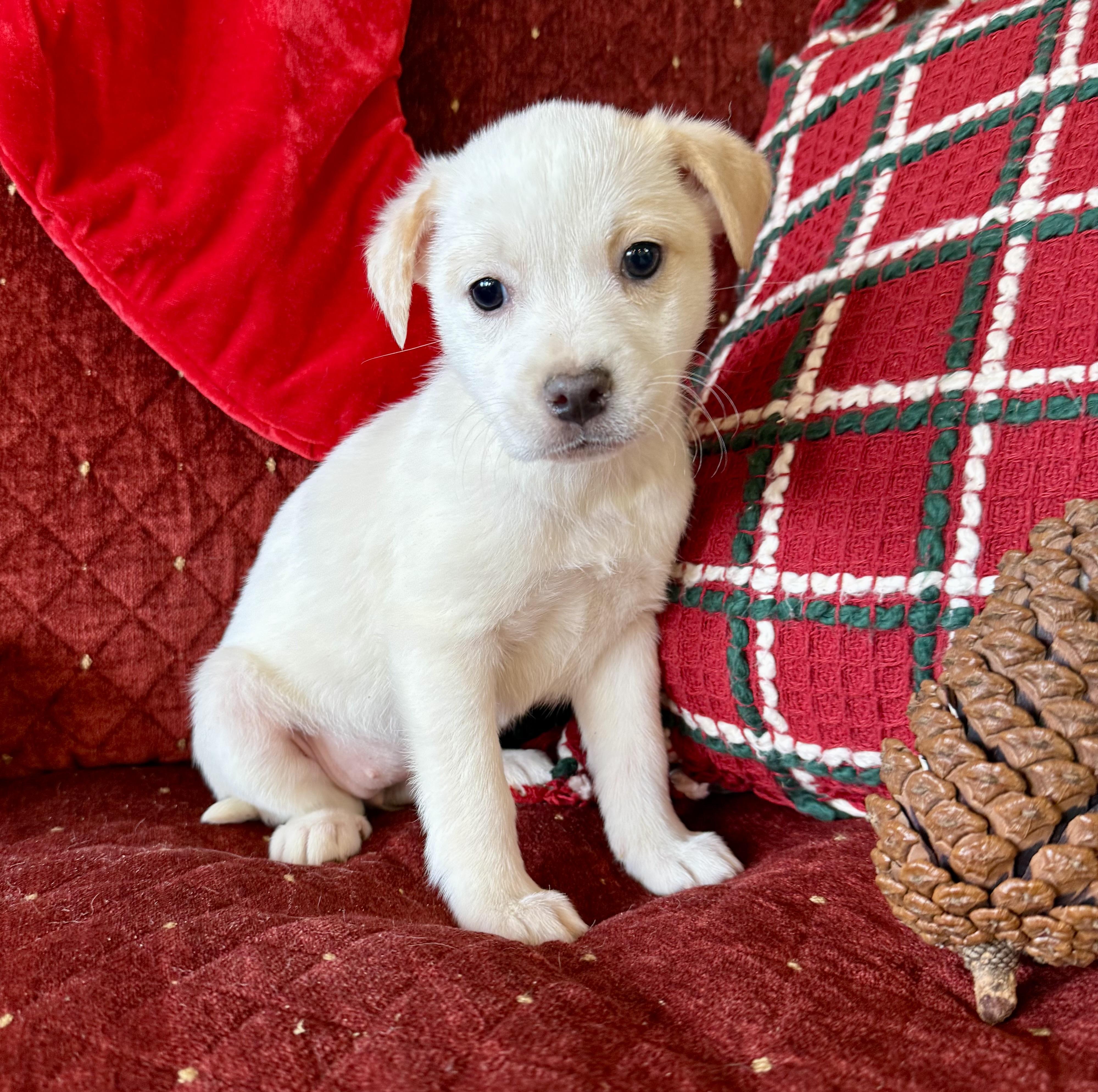 Tiffany , a ADOPTABLE mixed breed in Hustisford , WI image 4/5