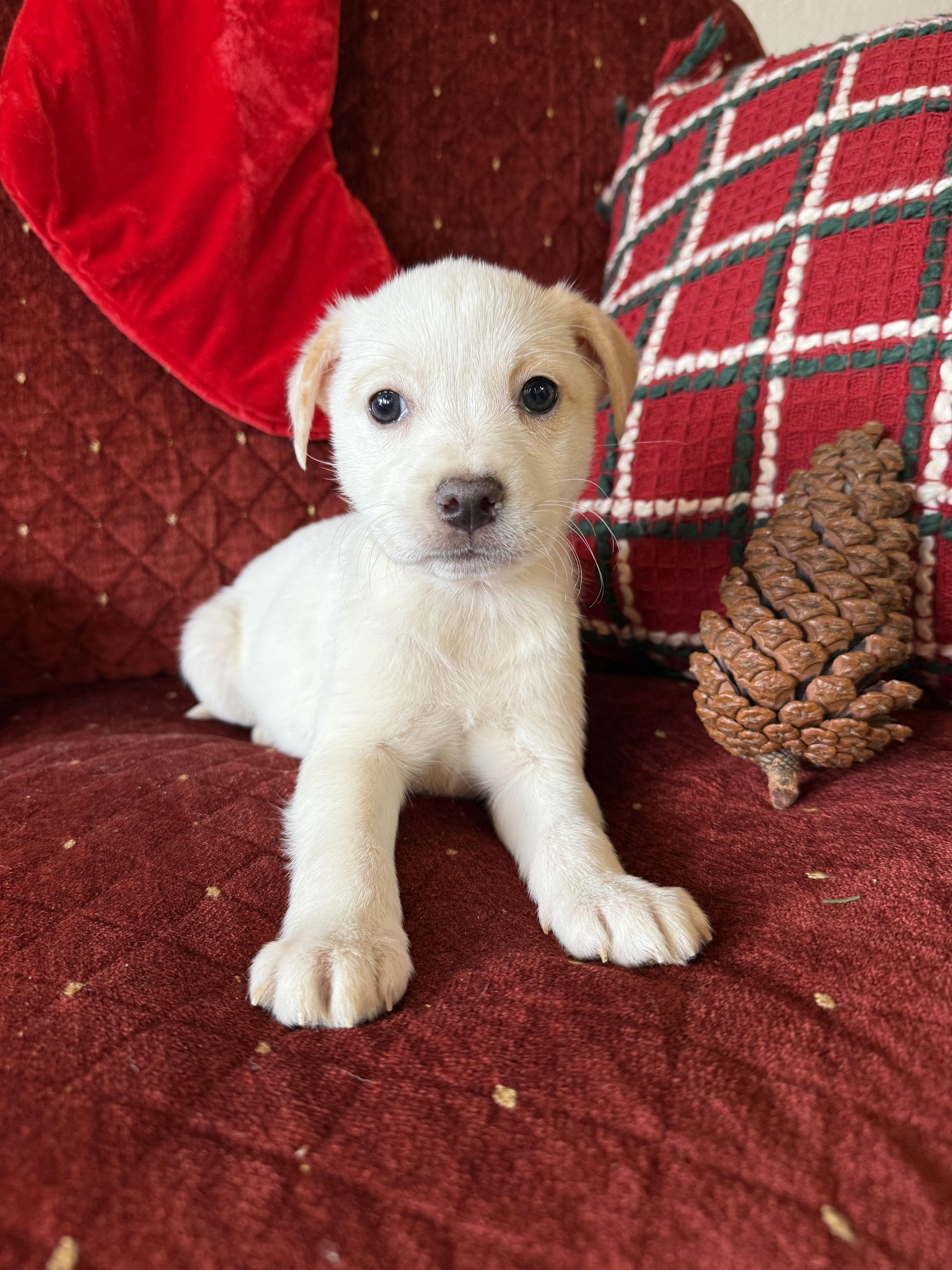 Tiffany , a ADOPTABLE mixed breed in Hustisford , WI image 5/5