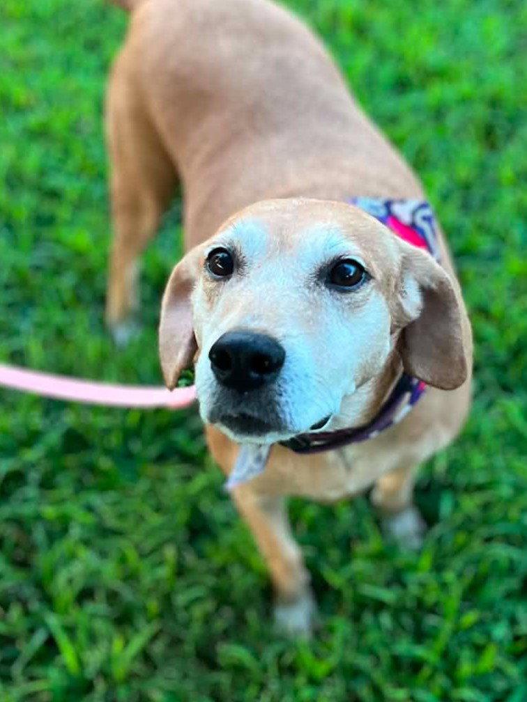 Brandy - *COURTESY LISTING*, Adoptable, Adult Female Mountain Cur.