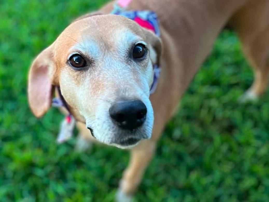 Brandy - *COURTESY LISTING*, a Adoptable Mountain Cur in Cookeville, TN image 2/3