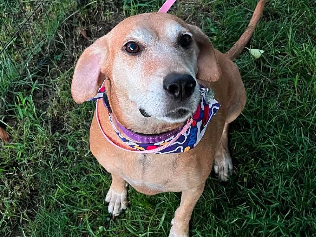 Brandy - *COURTESY LISTING*, a Adoptable Mountain Cur in Cookeville, TN image 3/3