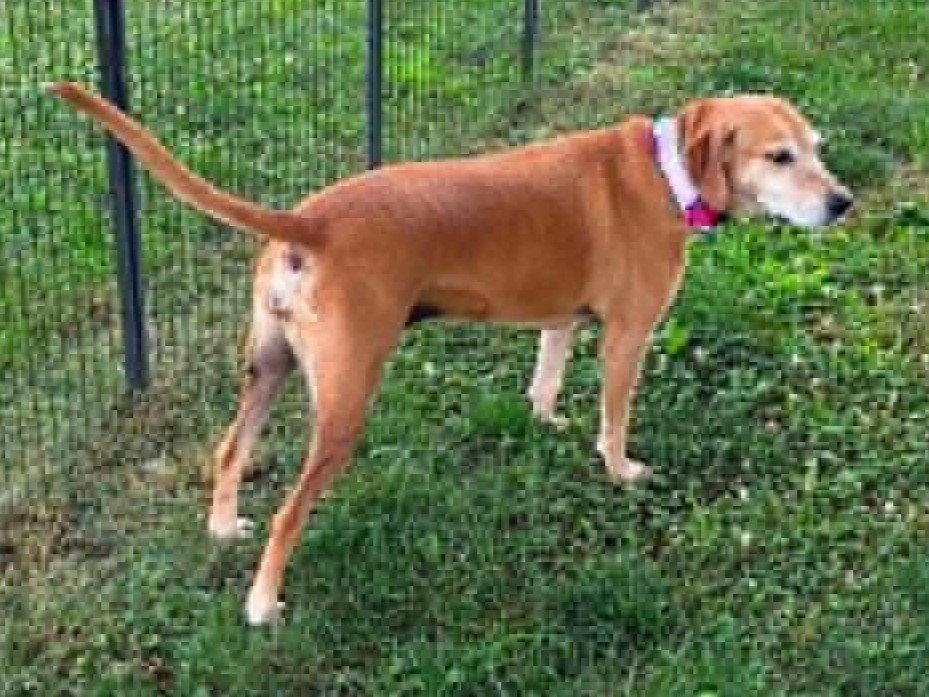 Brandy - COURTESY LISTING, a Adoptable Mountain Cur in Cookeville, TN image 1/3